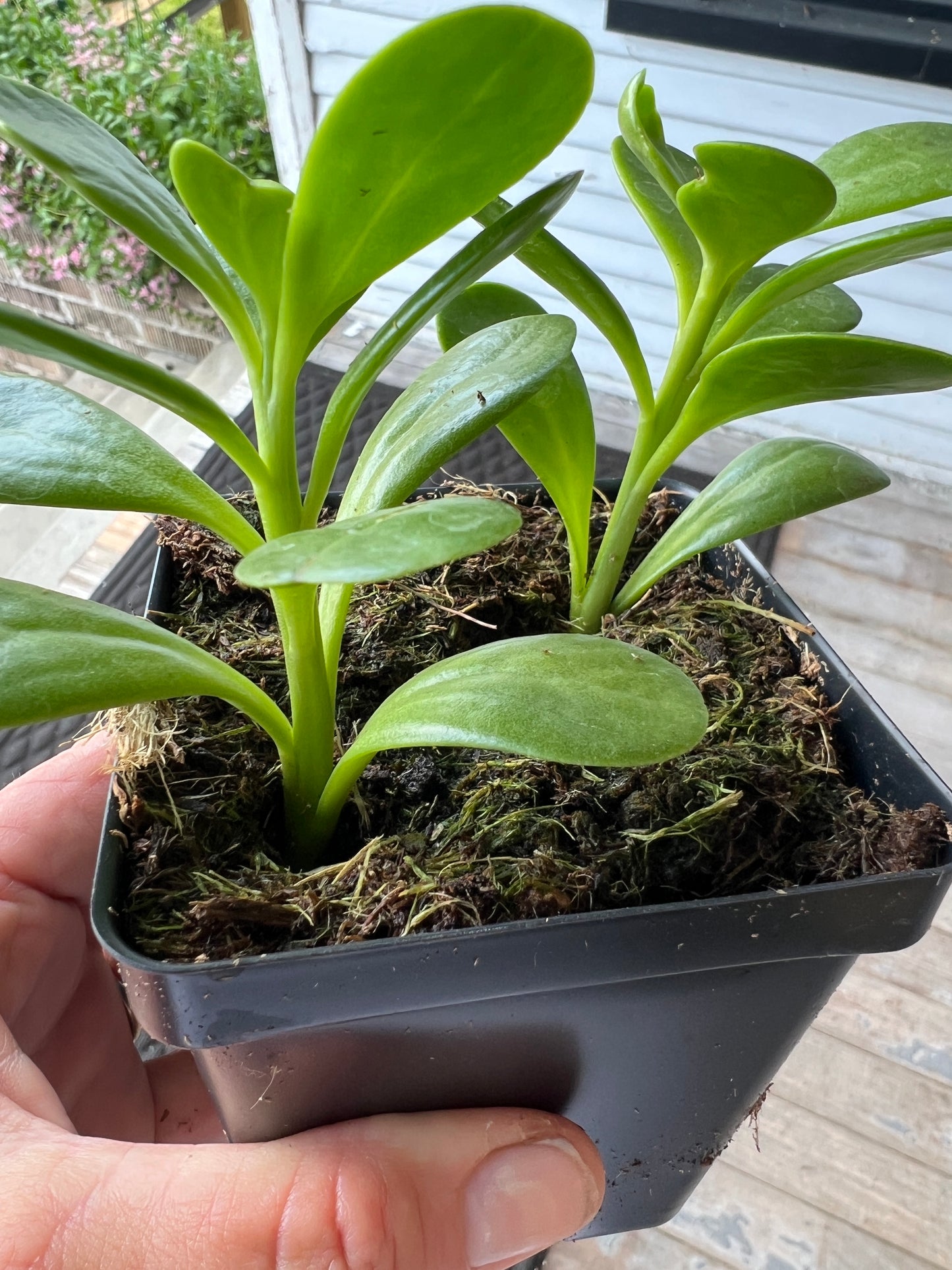 Trailing Jade