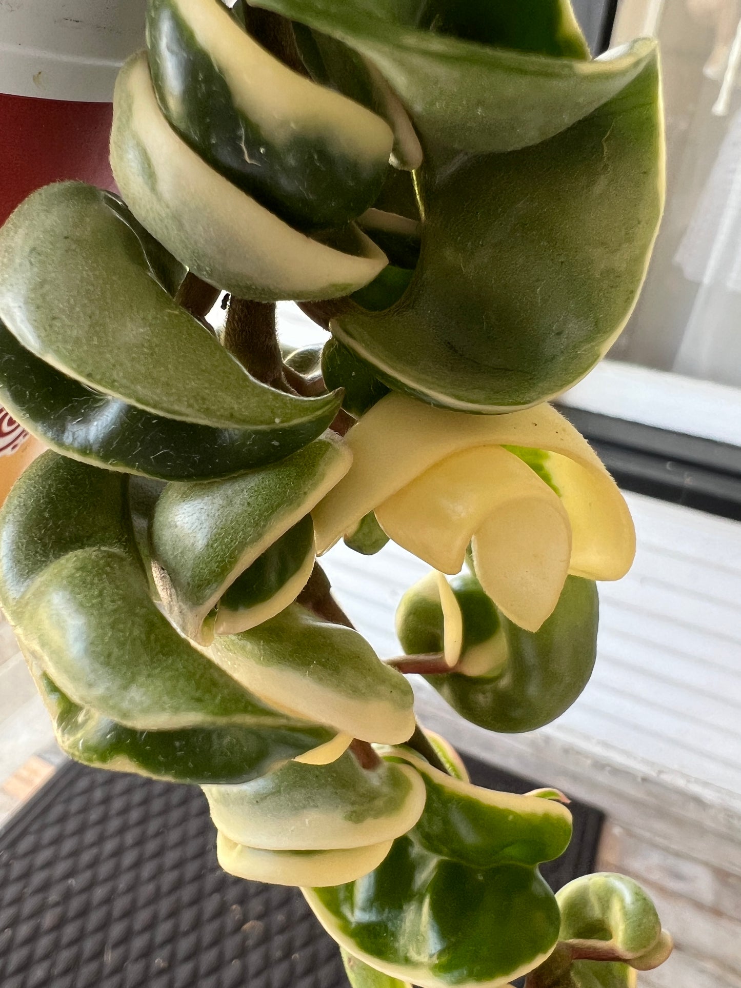 Hoya 'Hindu Rope' Variegated