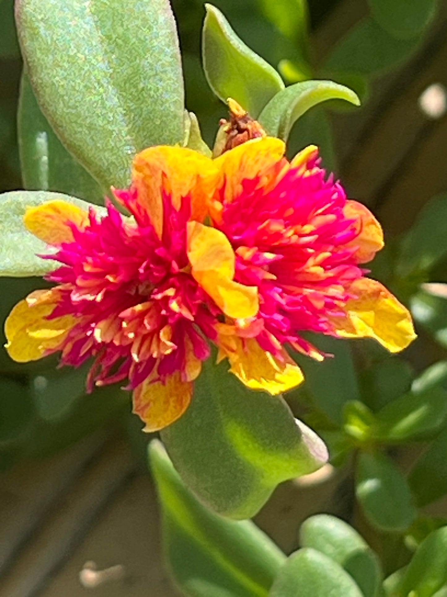 Portulaca 'Sea Glass Double Guava'