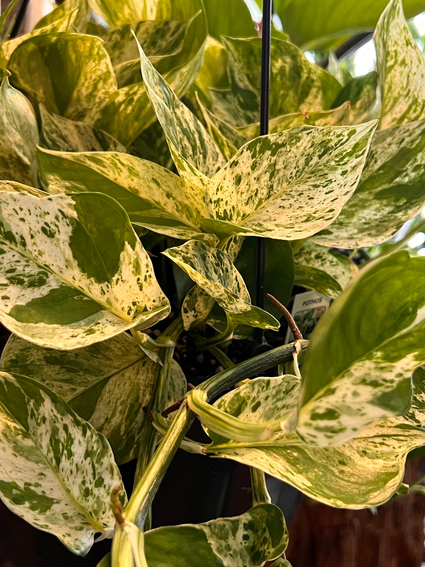Pothos 'Marble Queen'