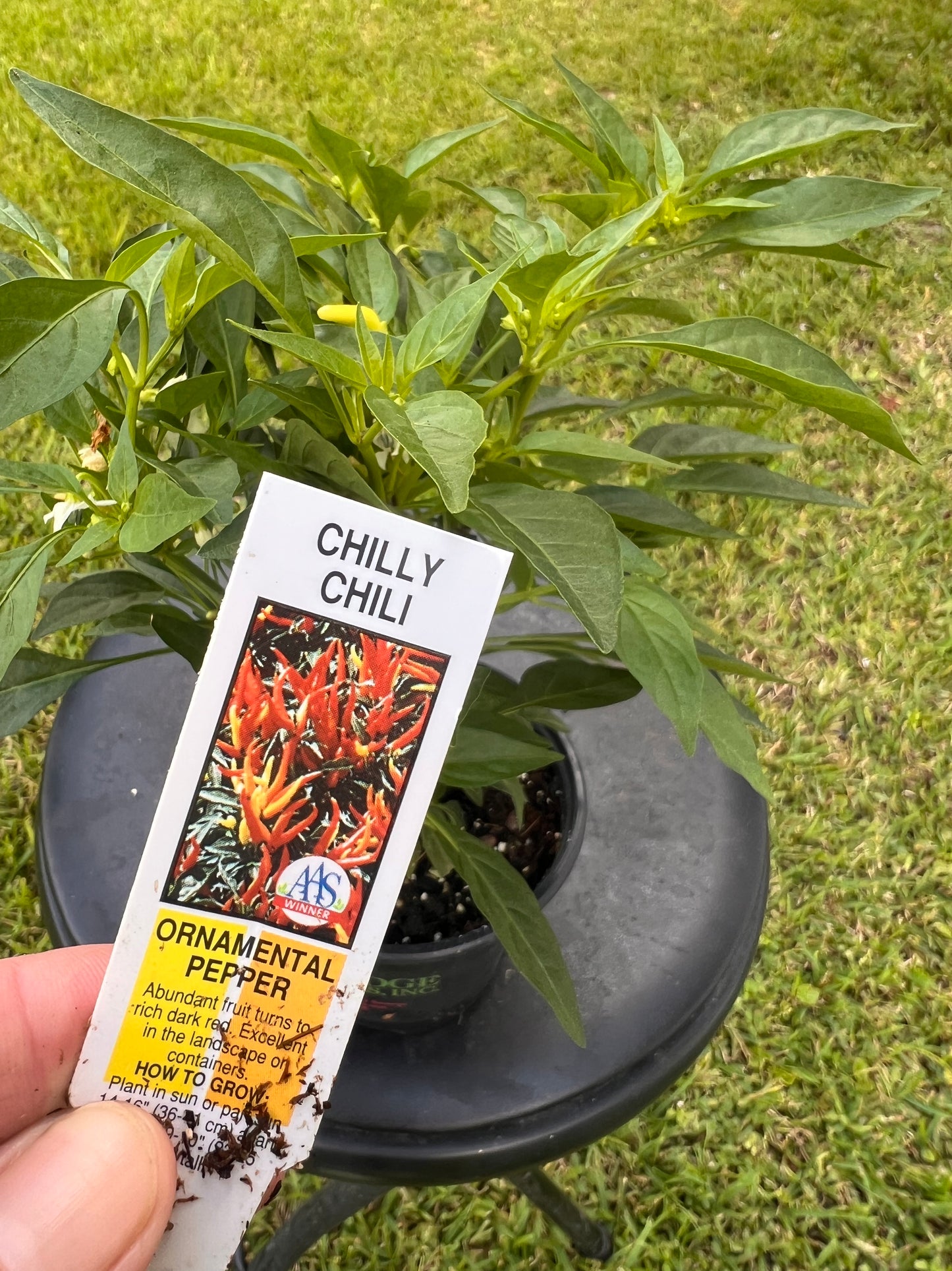 Pepper 'Chilly Chili'