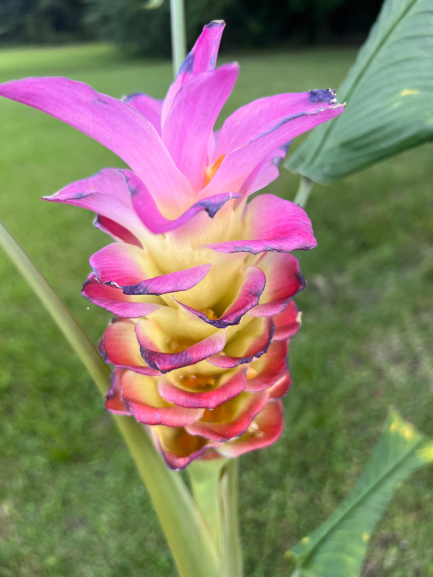 Ginger - Curcuma Grea Reign 'Pink Giant'