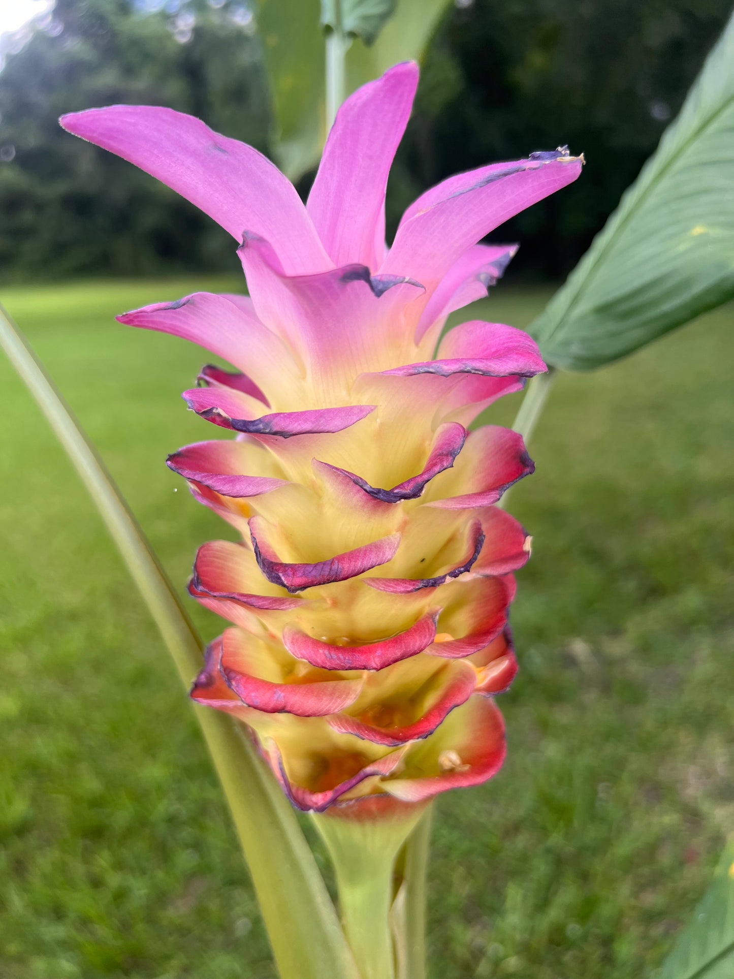 Ginger - Curcuma Grea Reign 'Pink Giant'