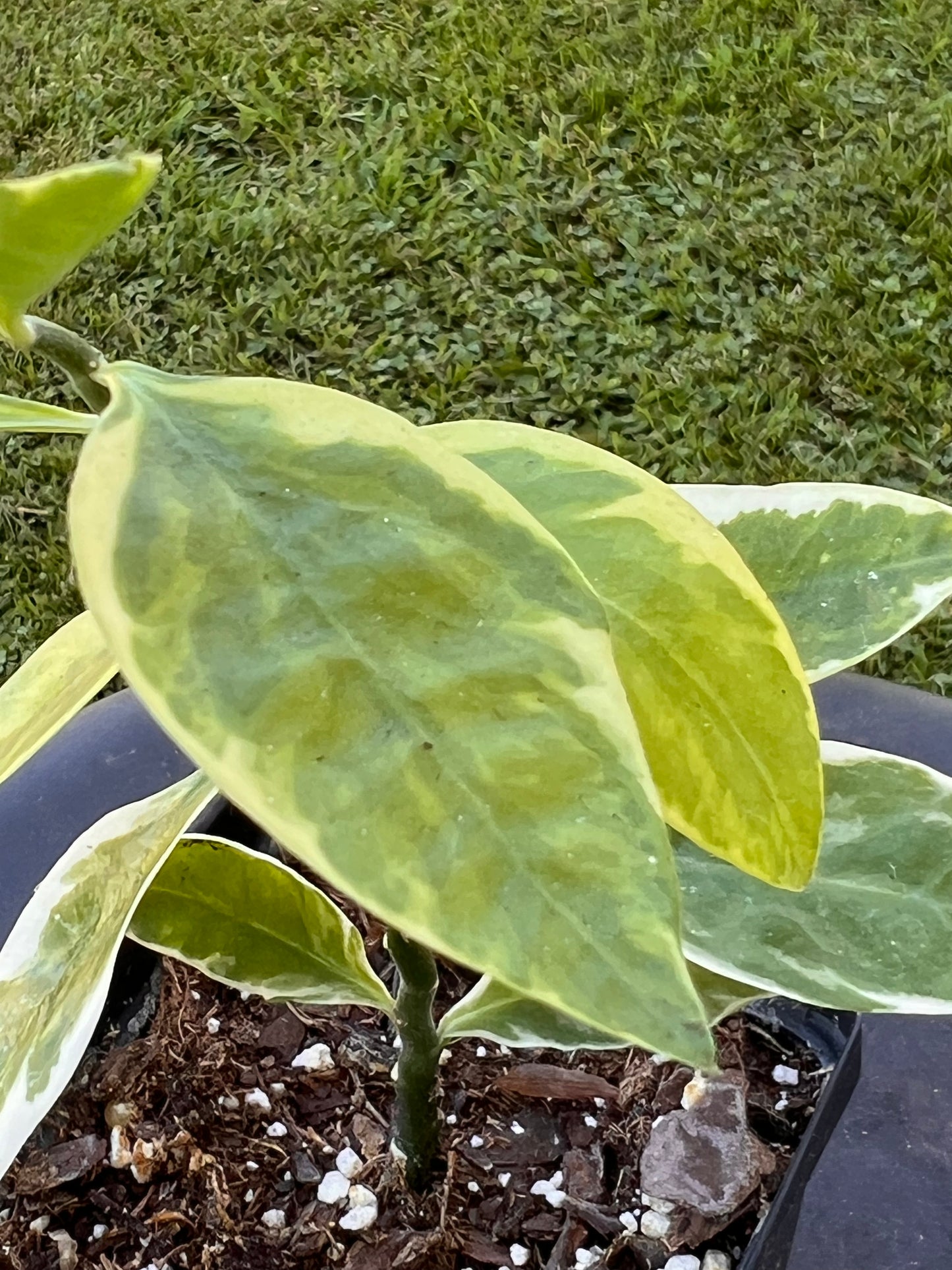 Euphorbia tithymaloides ‘Devil’s Backbone’