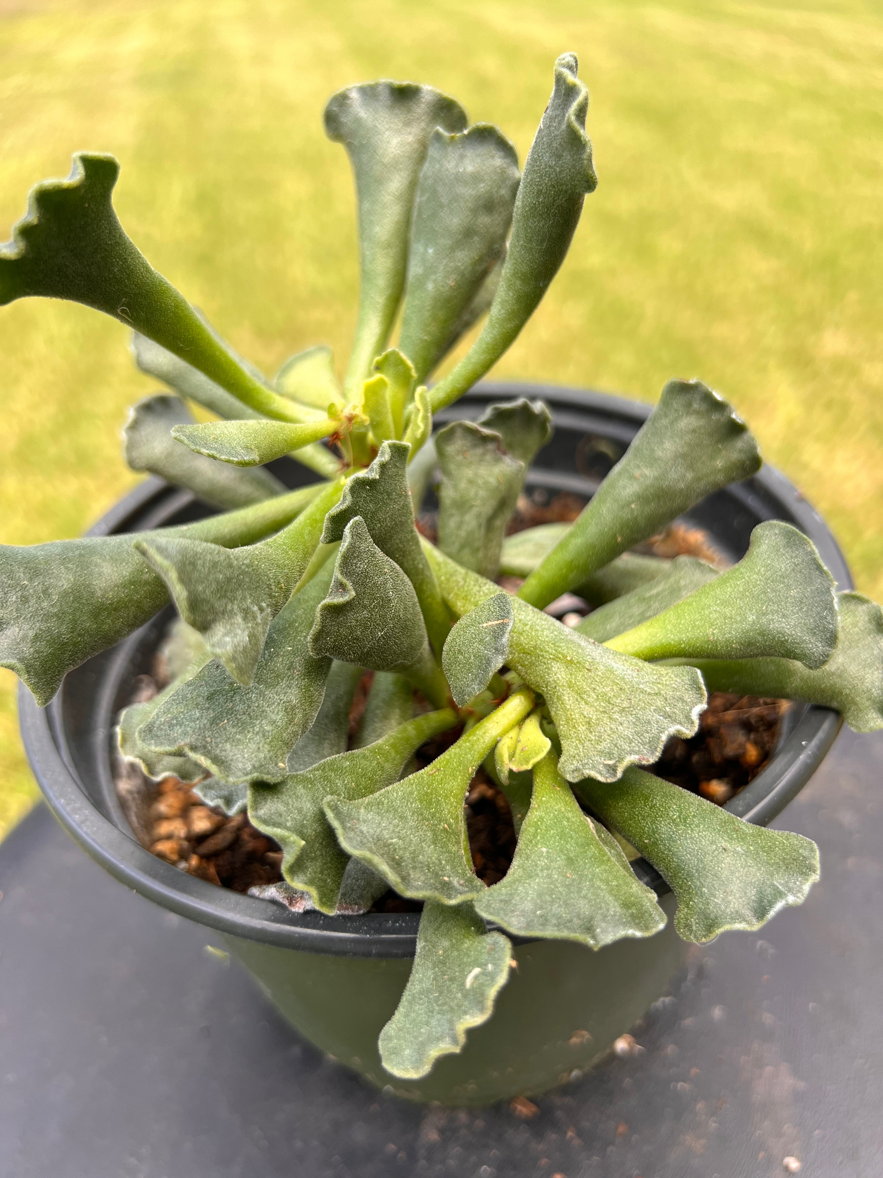 crinkle leaf plant succulent Adromischus cristatus "Crinkle leaf plant" – The Boho Being, LLC