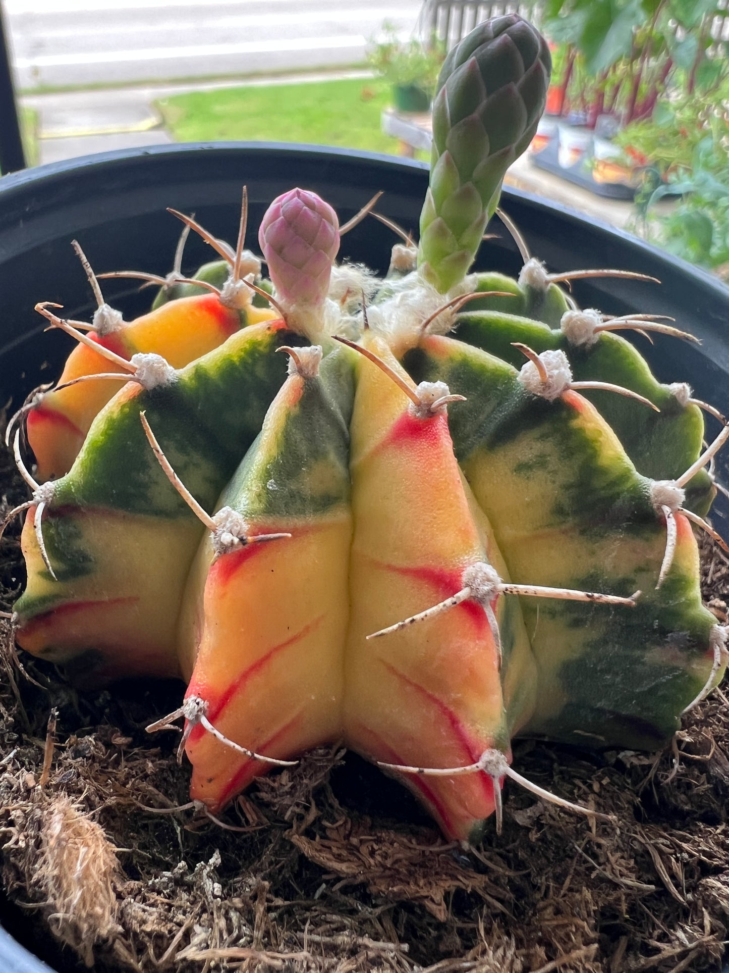 Gymnocalcyium Mihonavichii