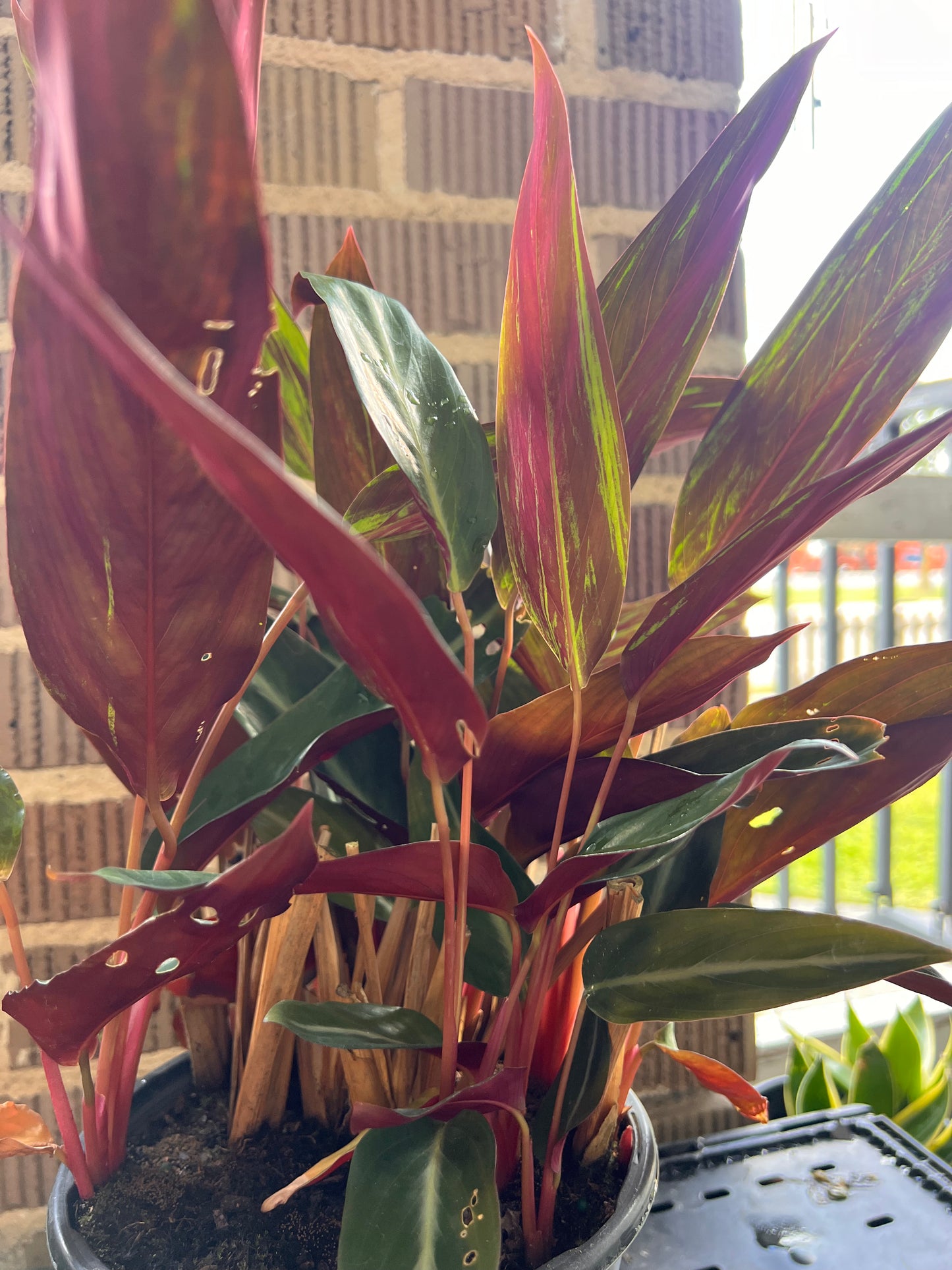 Ginger - Stromanthe sanguinea