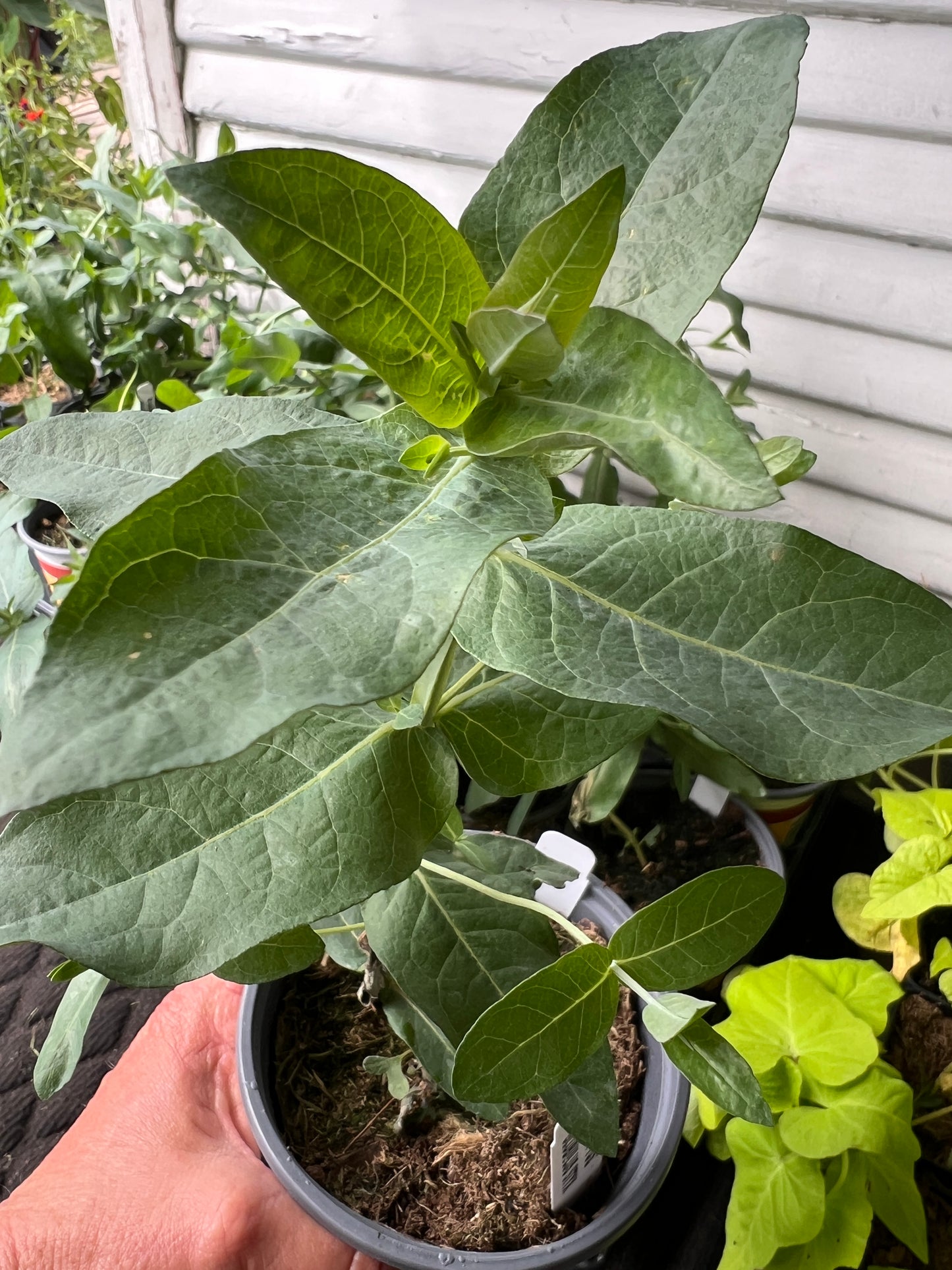 Eucalyptus Globulus Styx