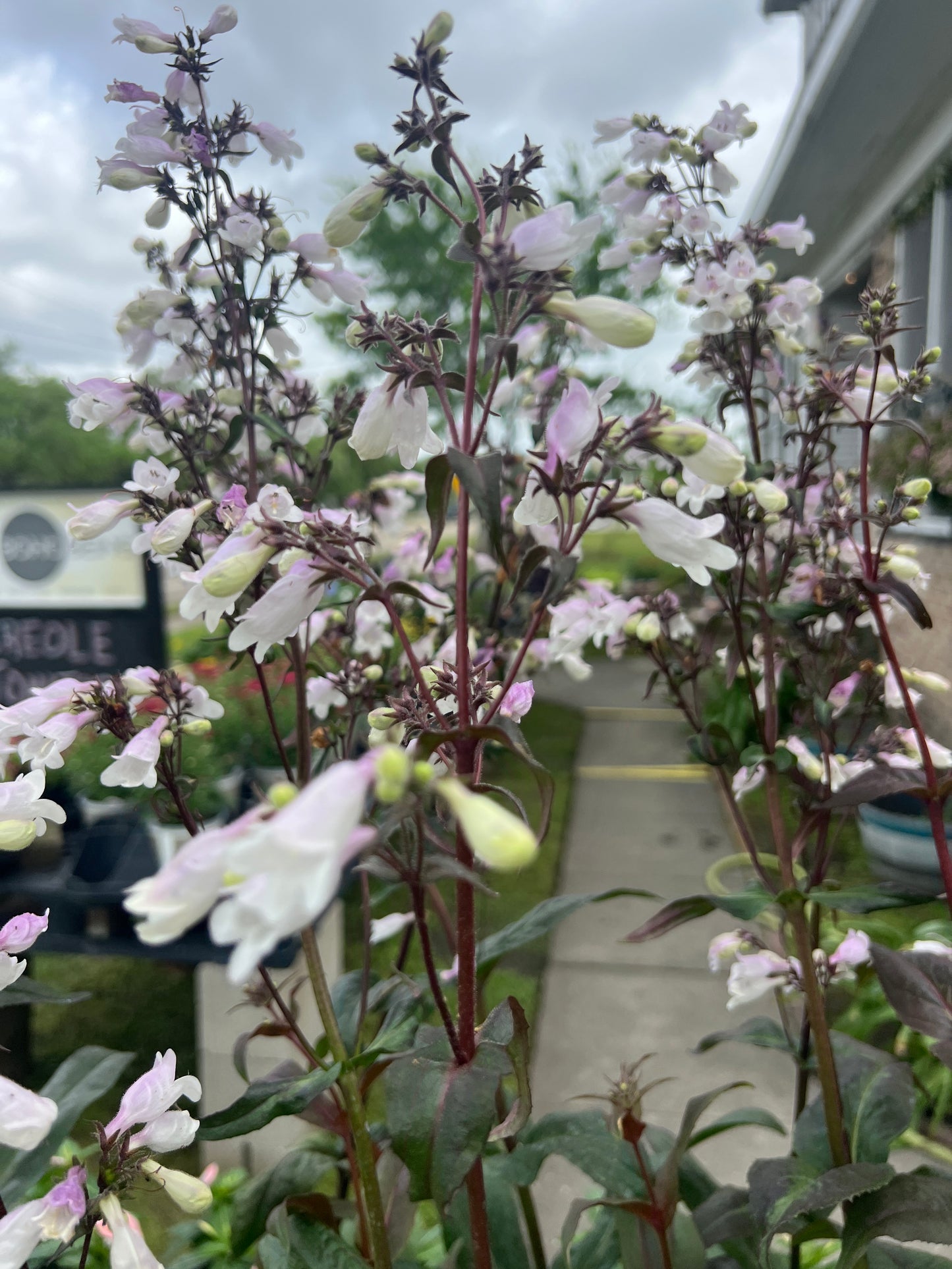 Beardtongue "Blackbeard" Penstemon