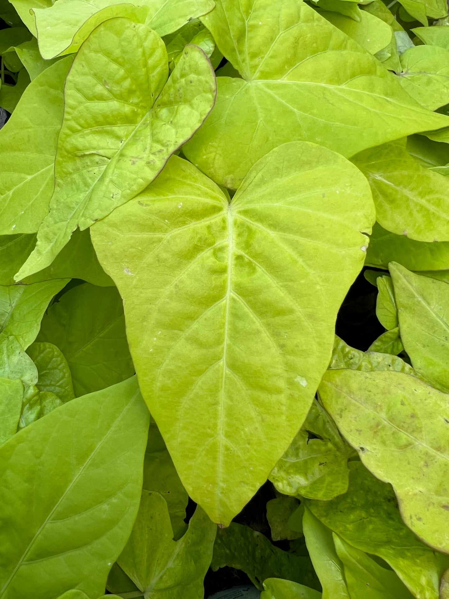 Sweet Potato Marguerite