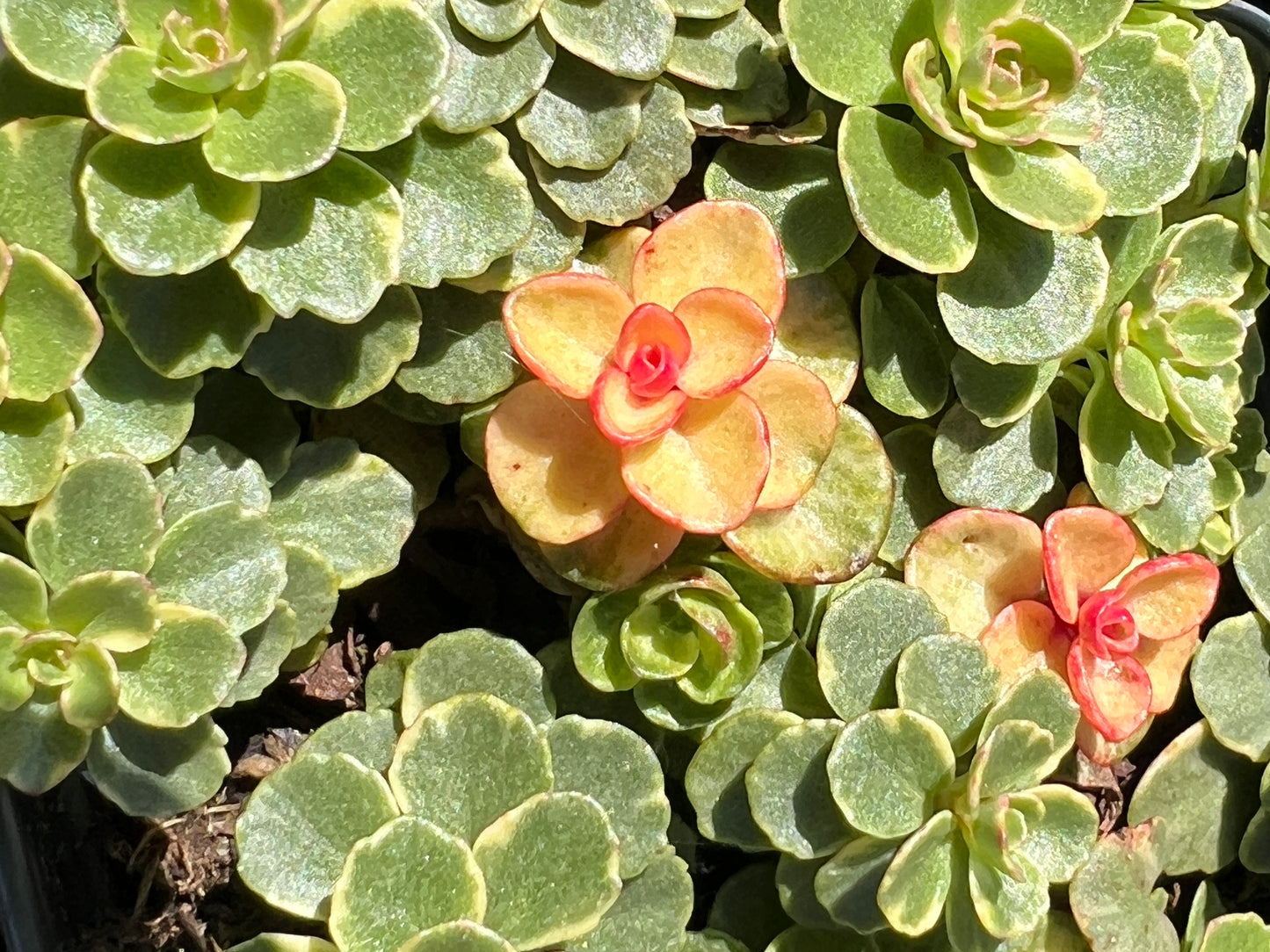 Sedum Stonecrop Kamstchaticum Variegatum