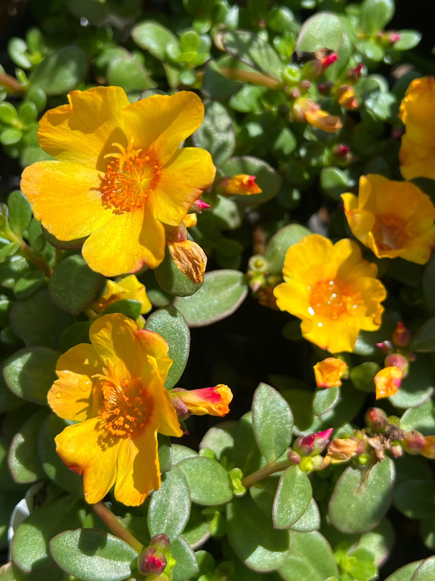 Purslane Portulaca - Mega Pazzaz Nano Yellow