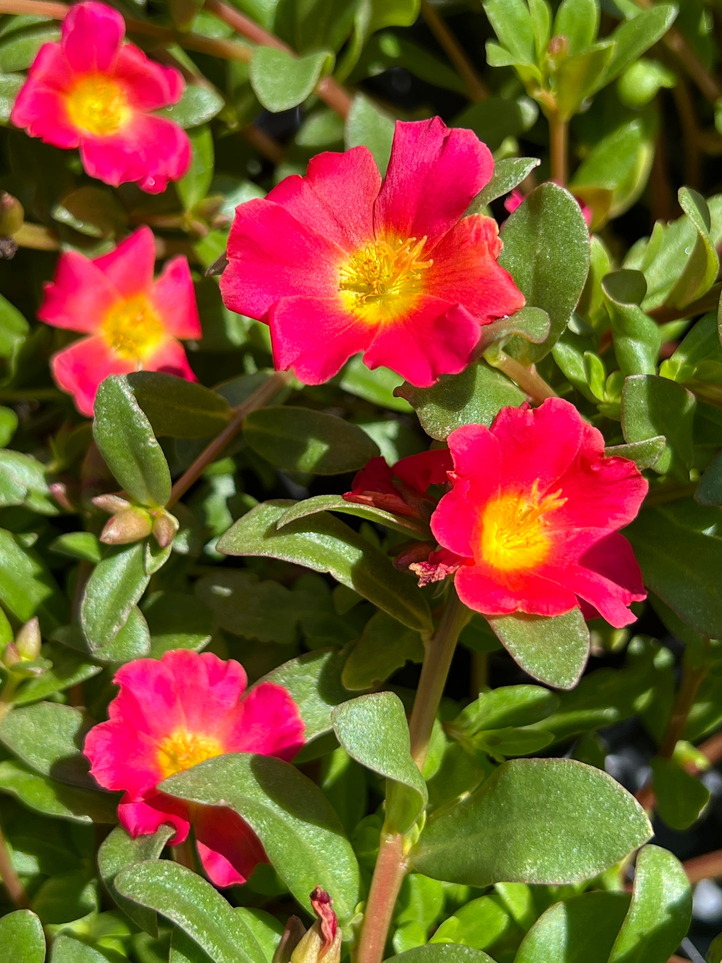 Purslane Portulaca - Mega Pazzaz Red Flare
