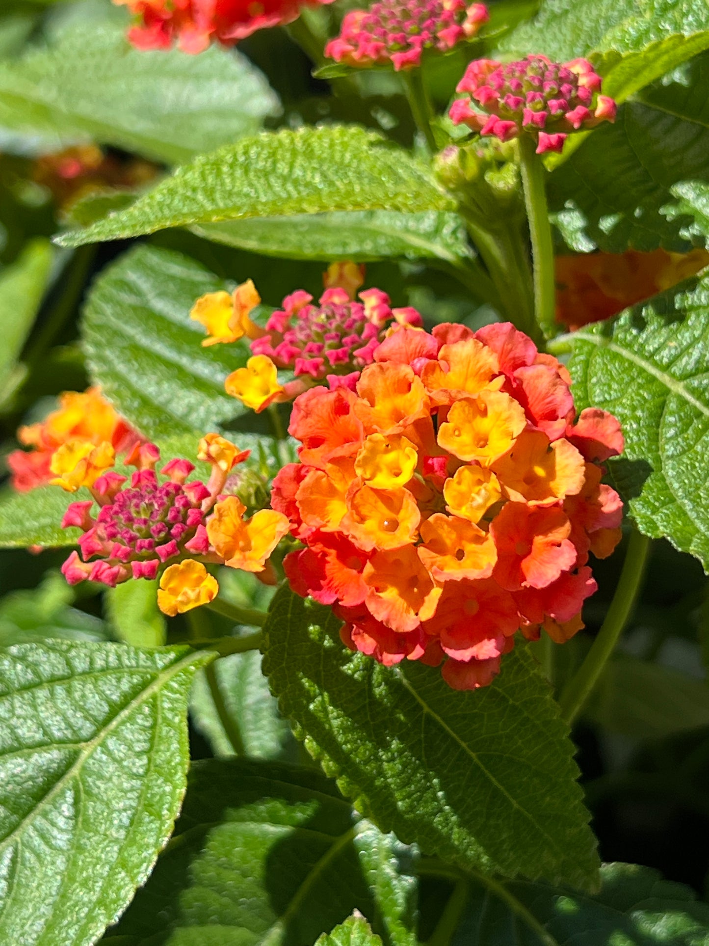 Lantana - Evita Red