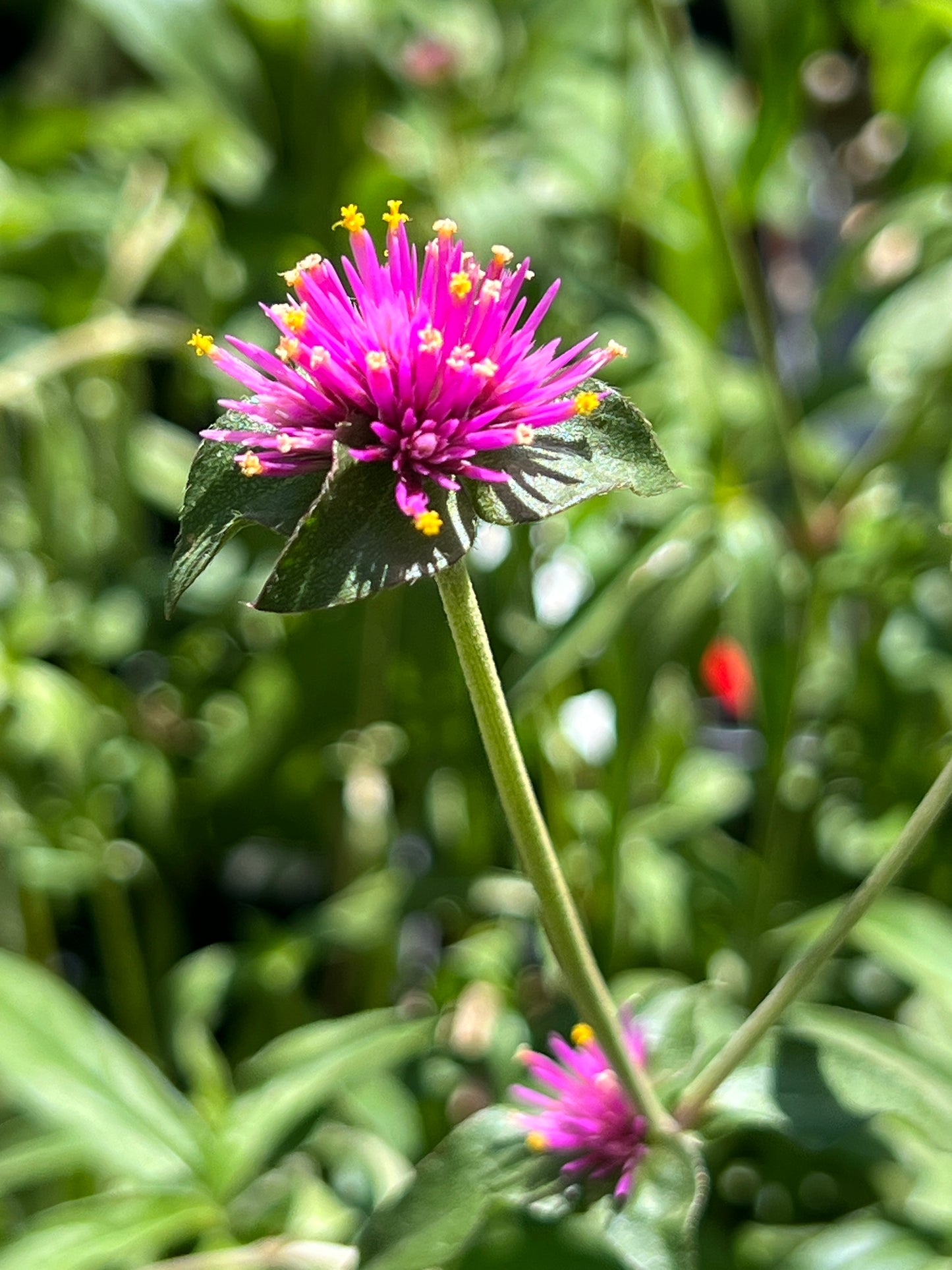 Gomphrena Fireworks