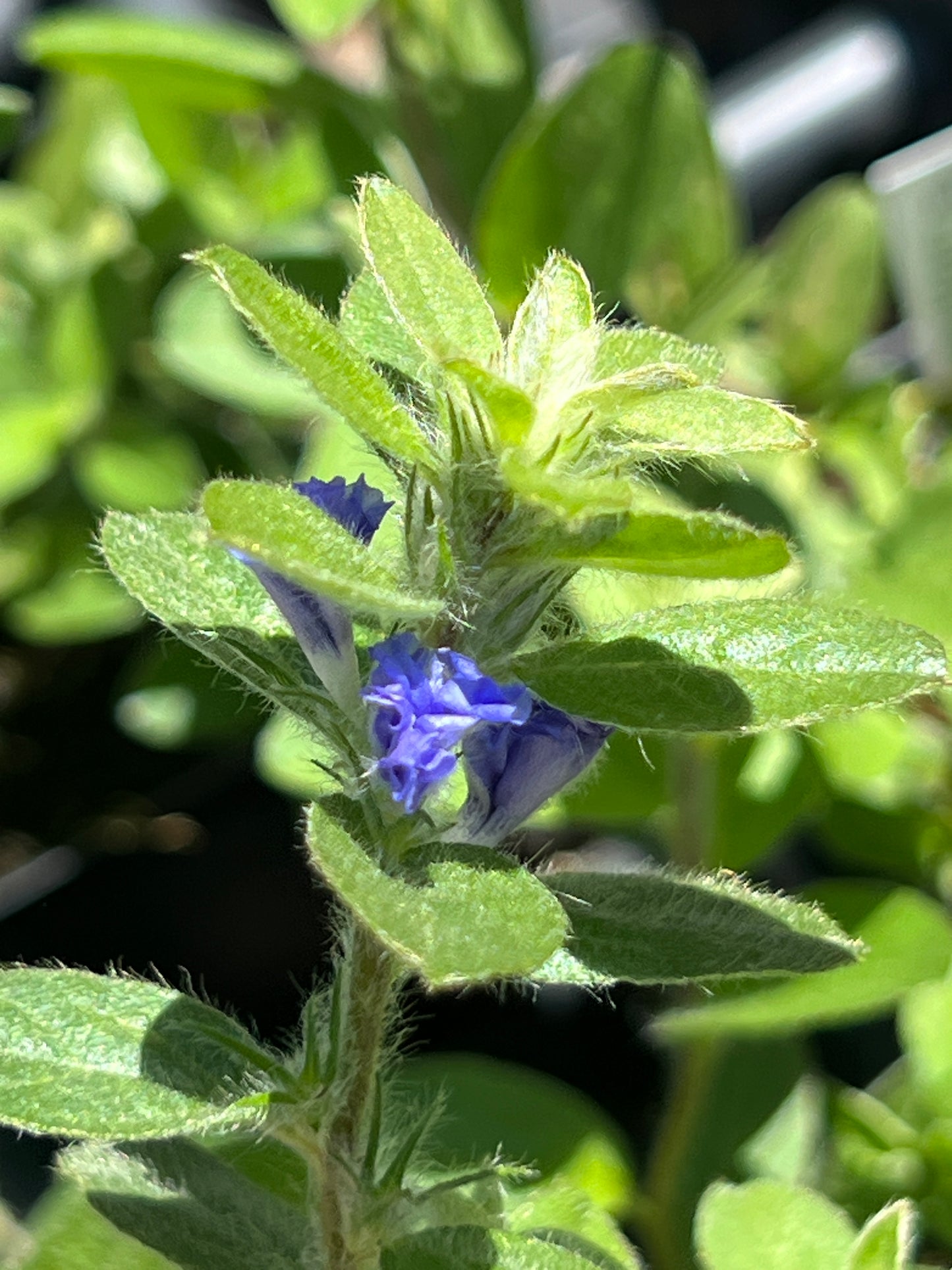 Evolvulus Compact Blue Daze