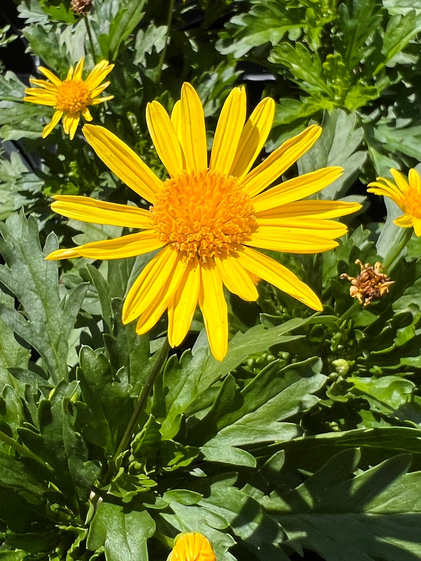 Euryops 'Athena Sun'