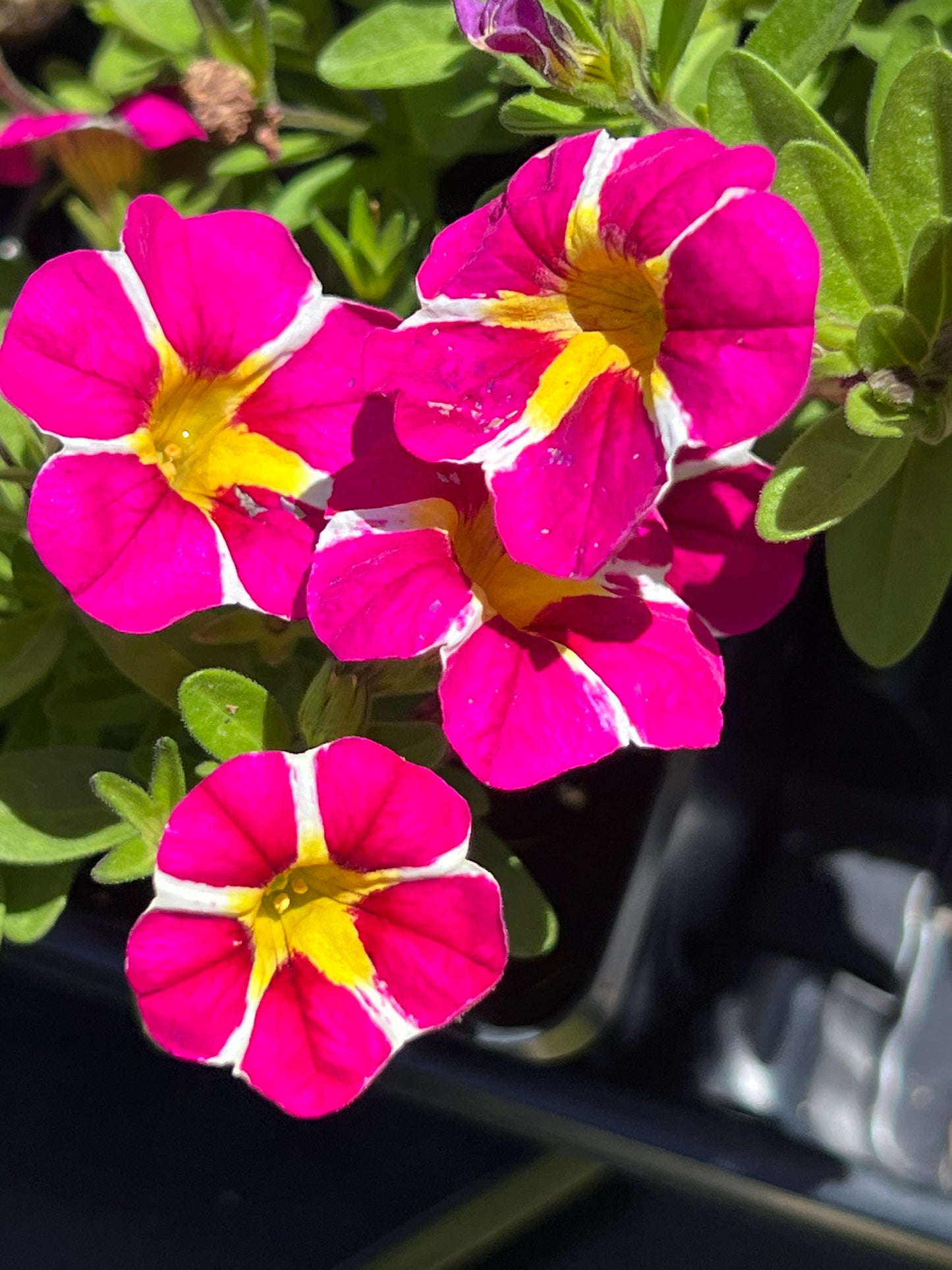 Calibrachoa Colibri Pink Bling