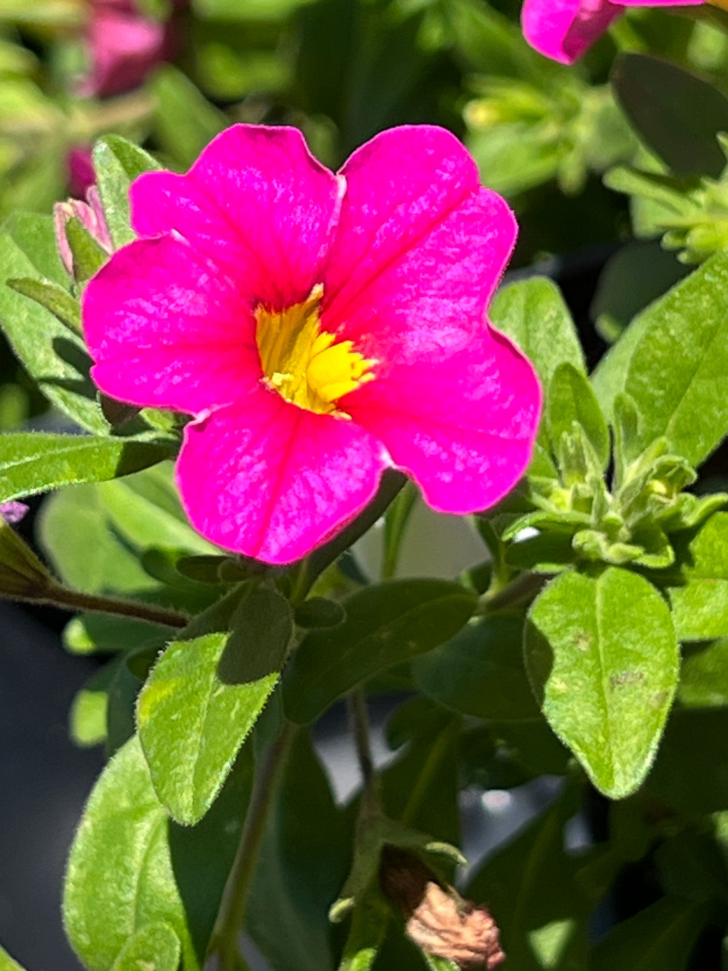 Calibrachoa Calitastic Merry Cherry
