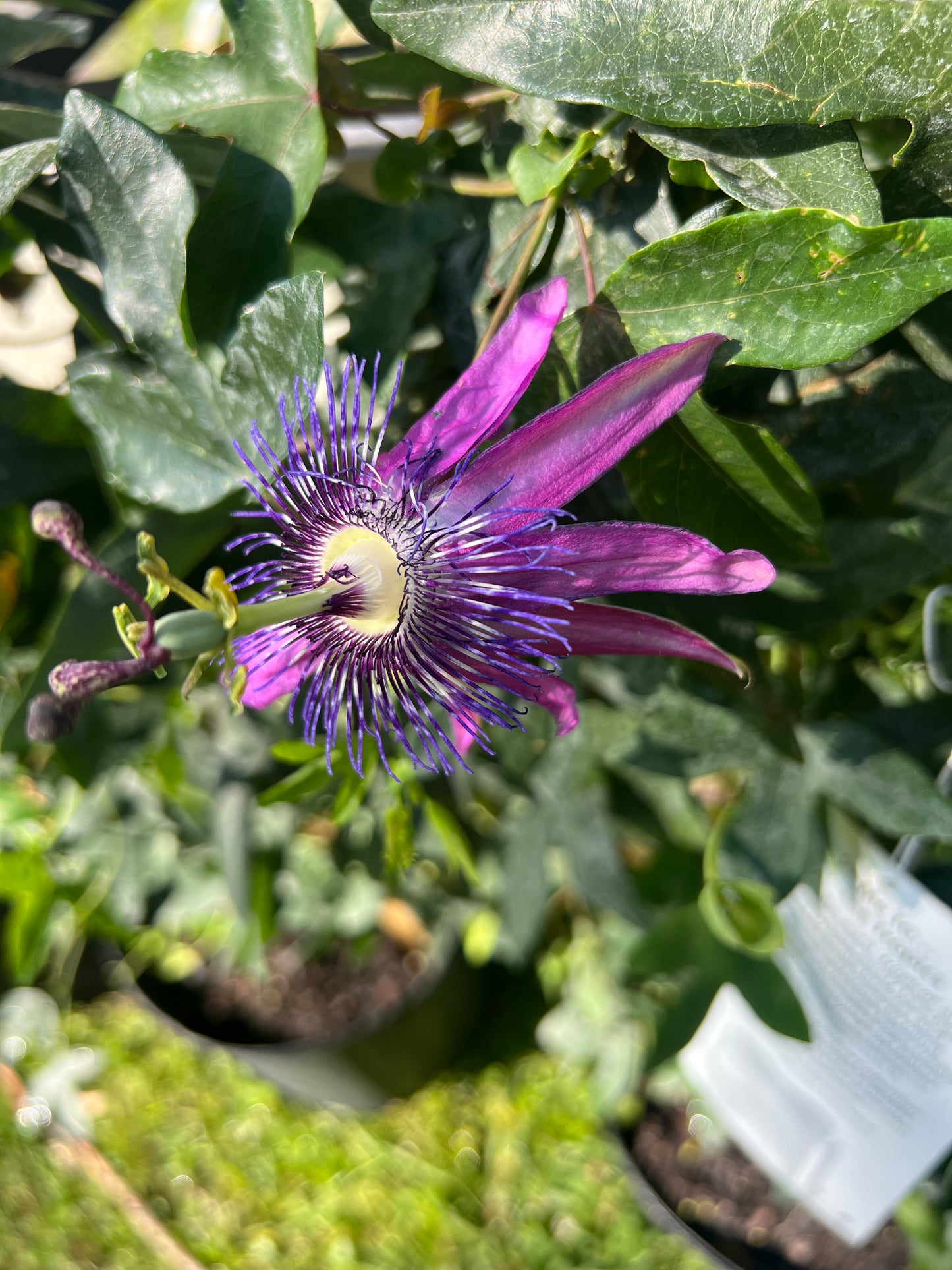 Passiflora incarnata