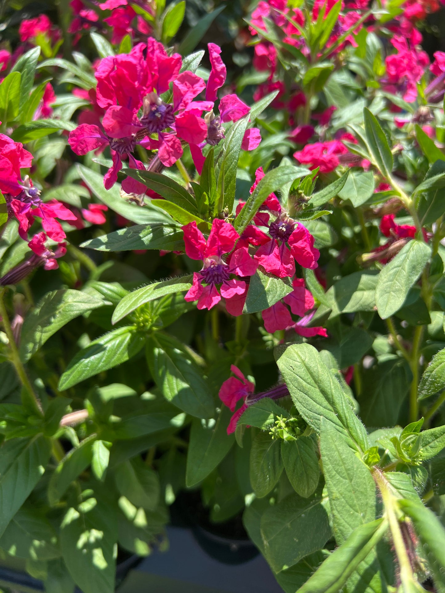 Cuphea ‘Sweet Talk Deep Pink’