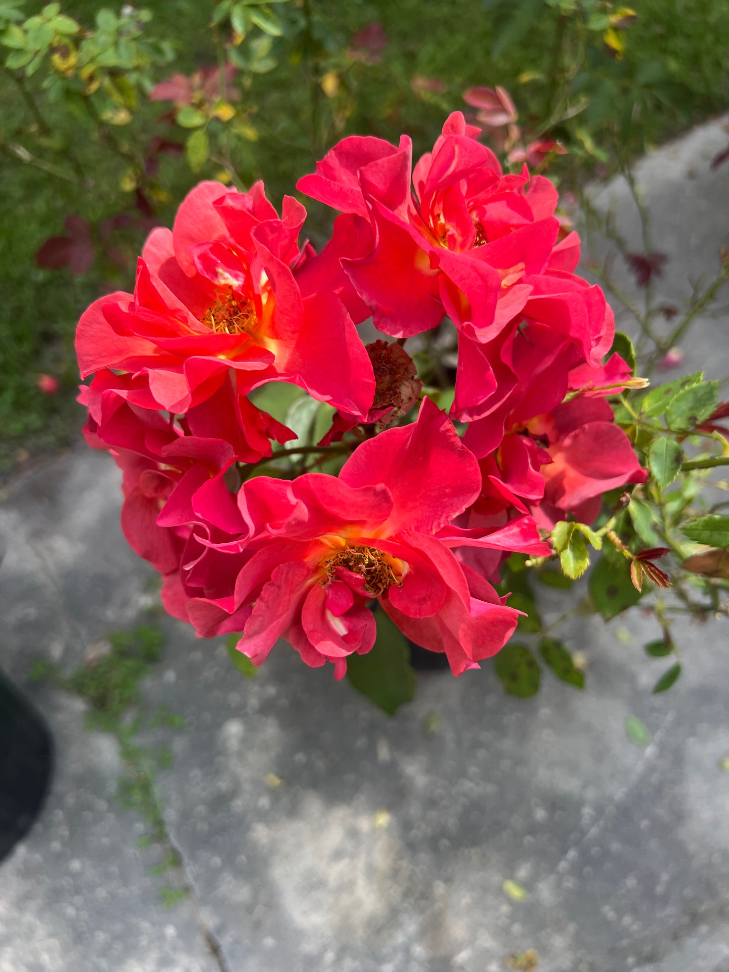 Rose, Cinco de Mayo™ PP#21709