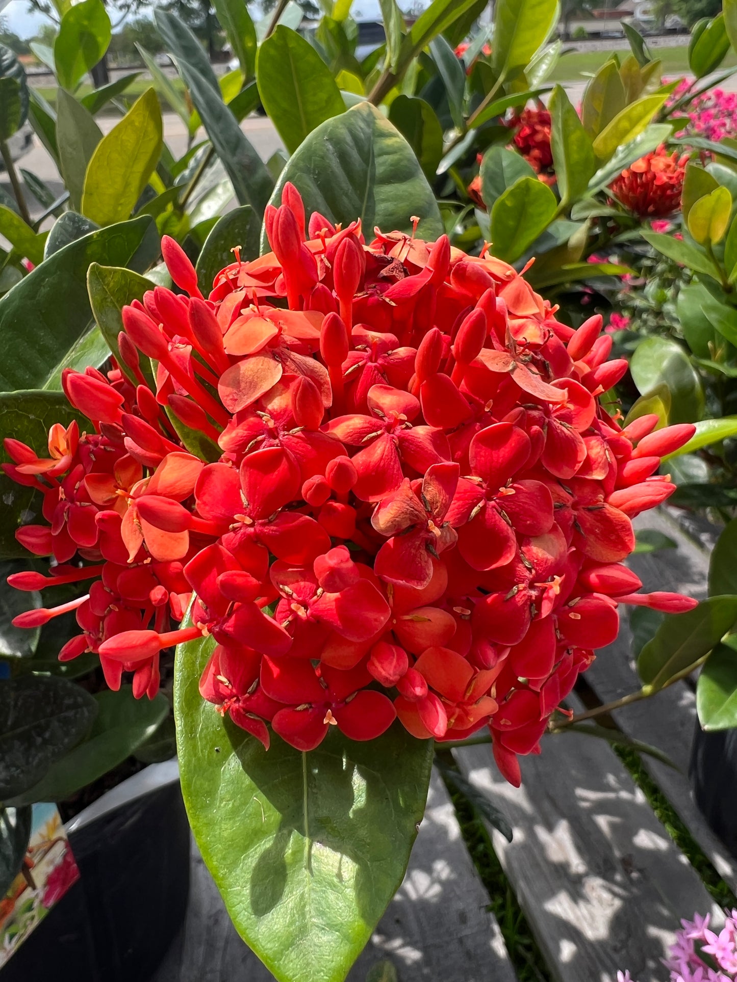 Ixora, Maui Red