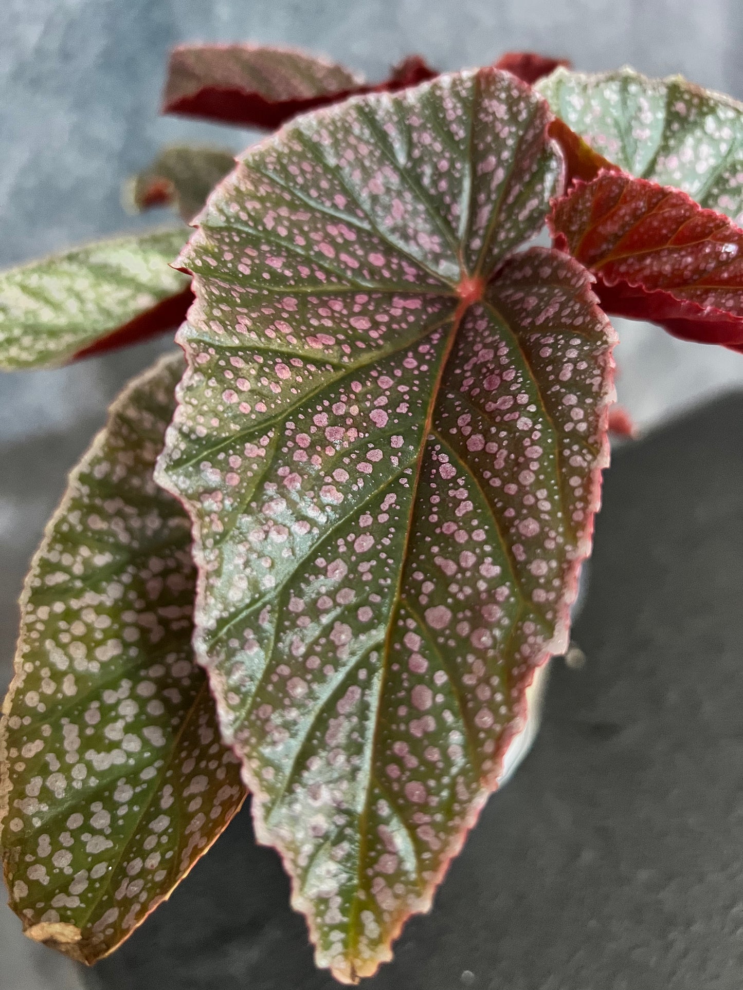 Begonia Angel Wing "Miss Mummy"