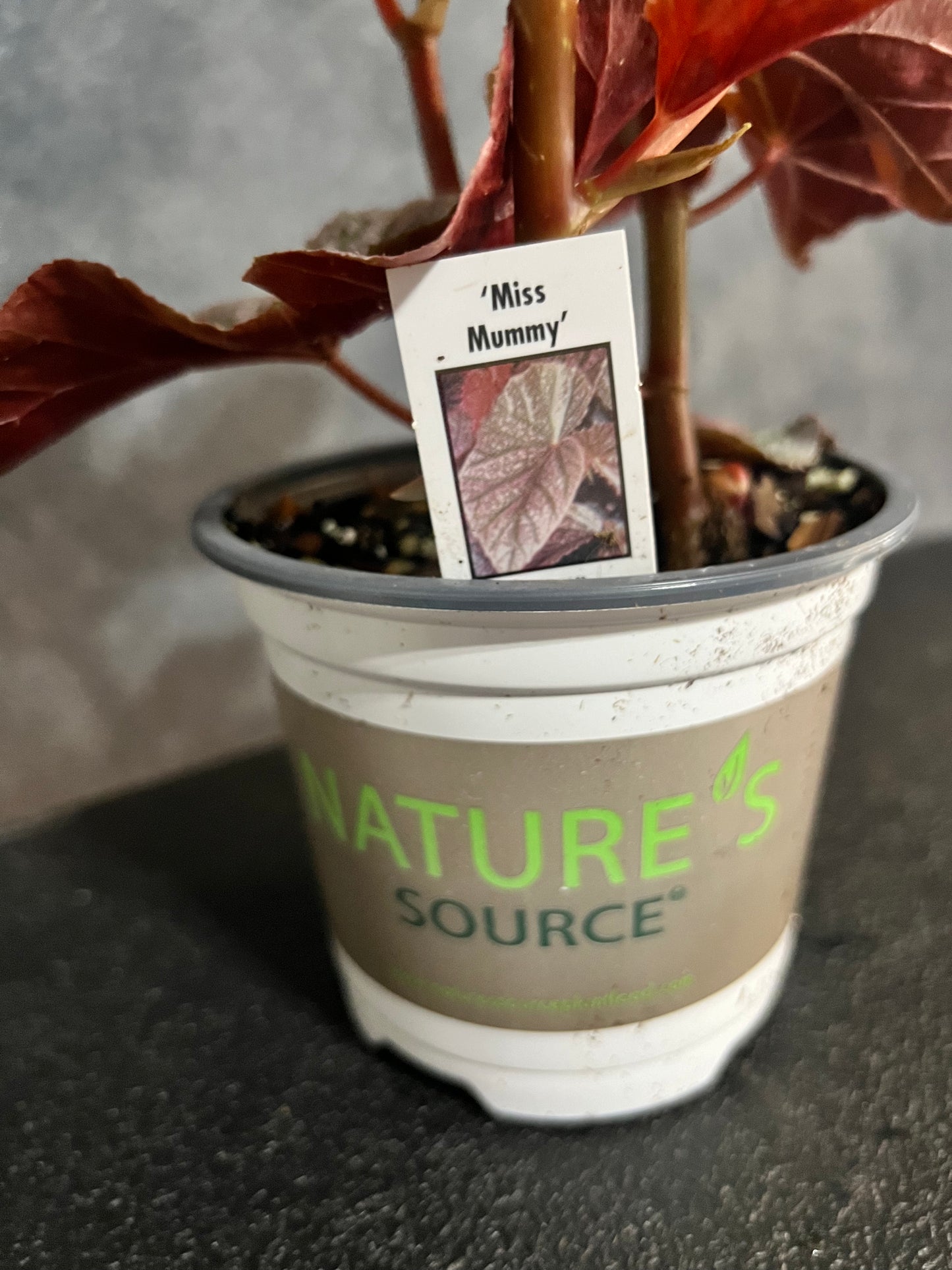 Begonia Angel Wing "Miss Mummy"