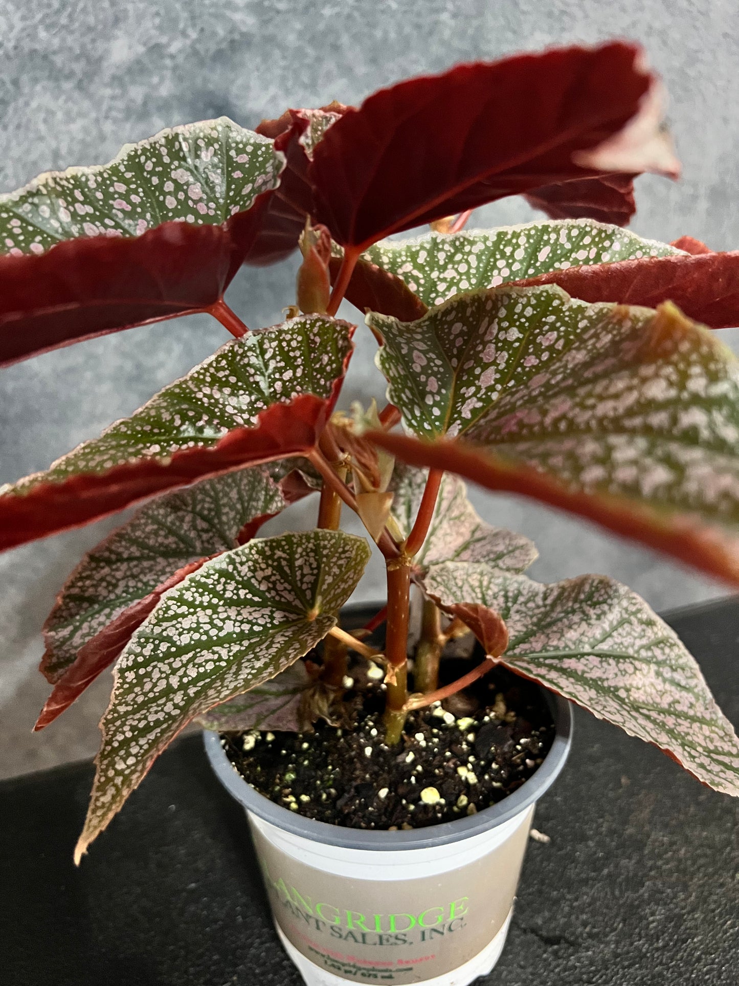 Begonia Angel Wing "Miss Mummy"