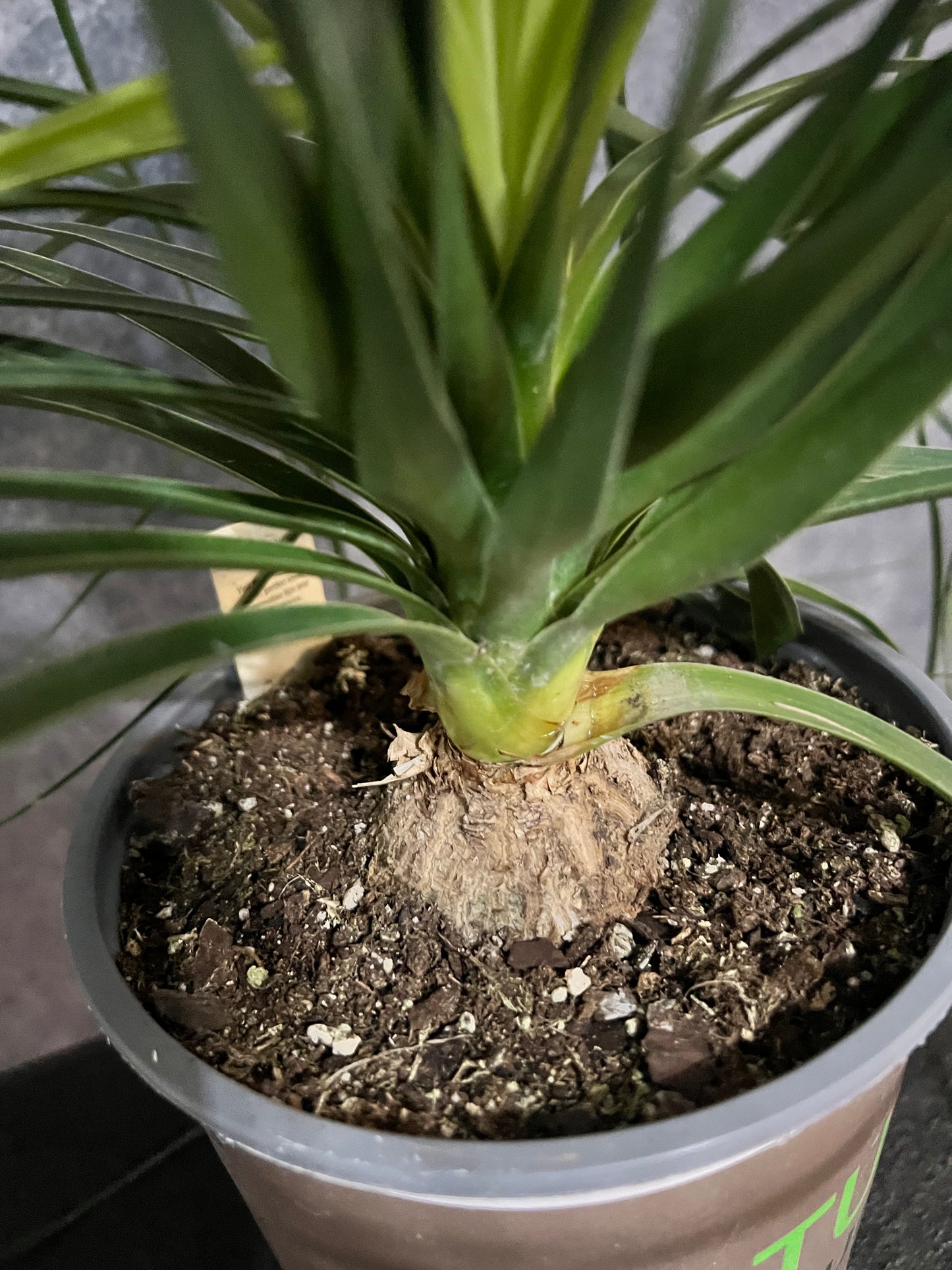 Ponytail Palm, Pony Tail Palm