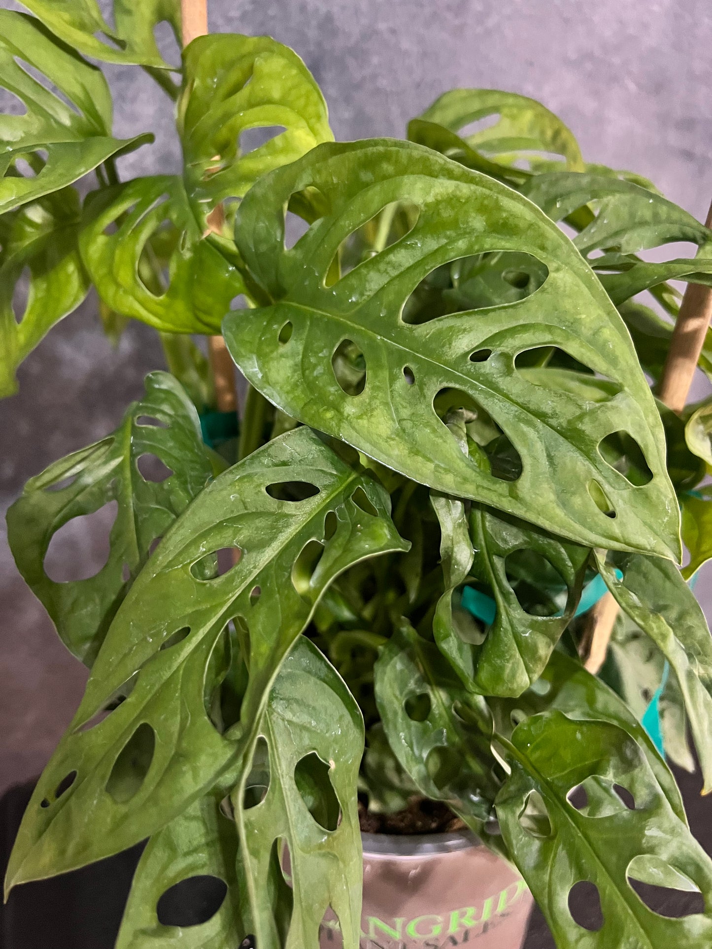 Monstera Swiss Cheese Vine