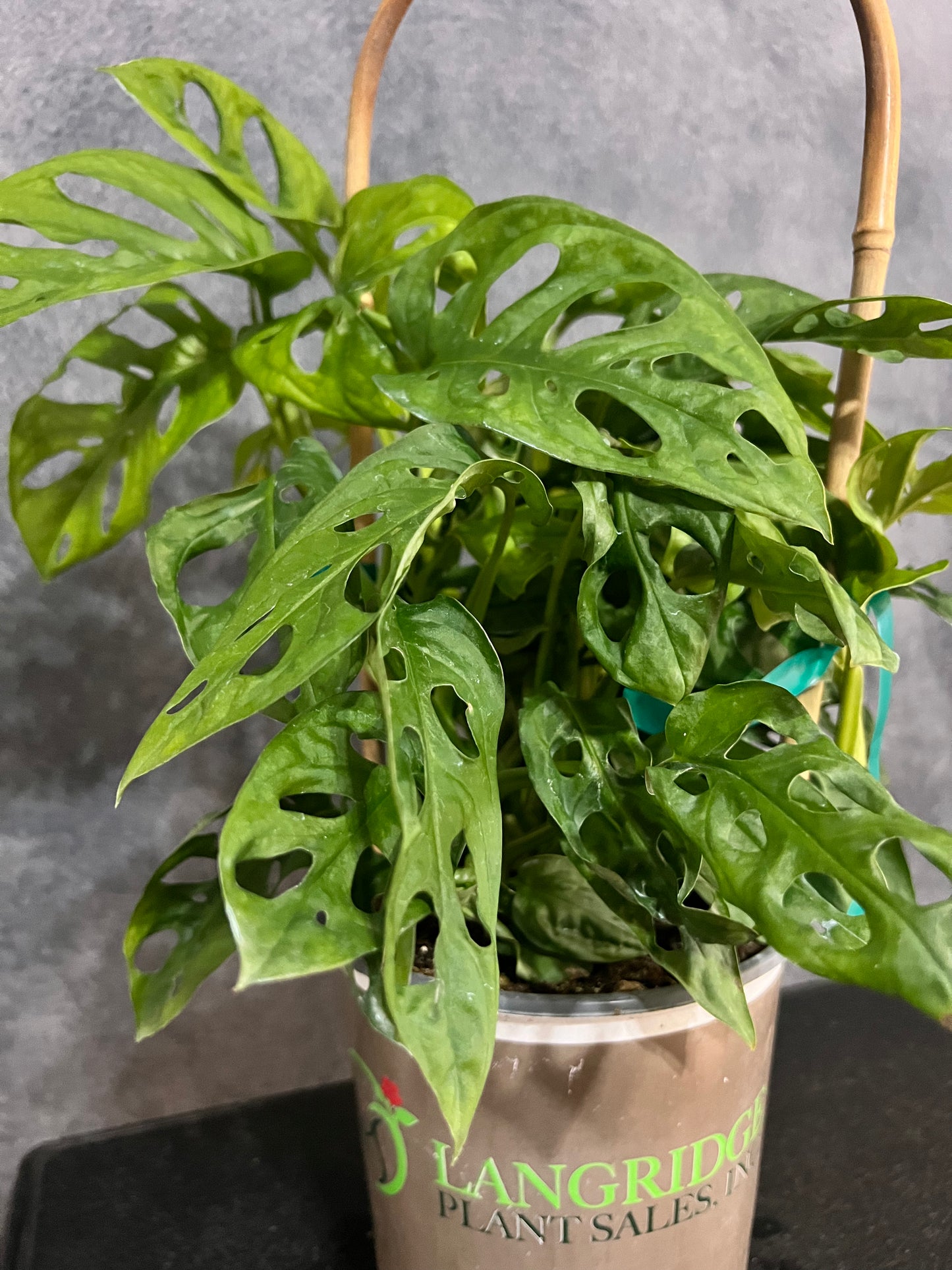 Monstera Swiss Cheese Vine
