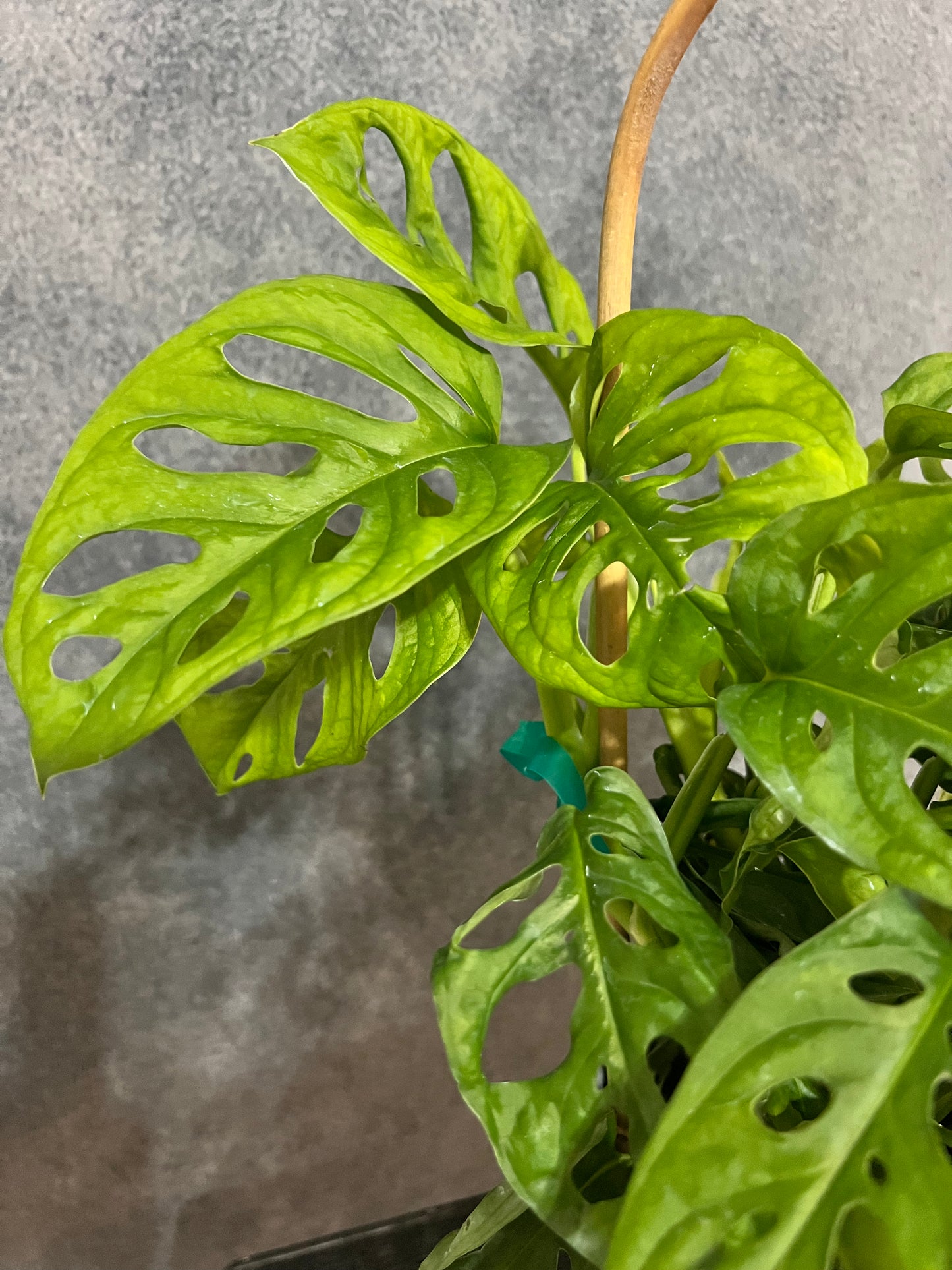 Monstera Swiss Cheese Vine