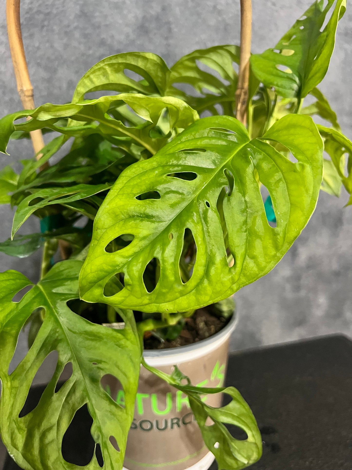 Monstera Swiss Cheese Vine