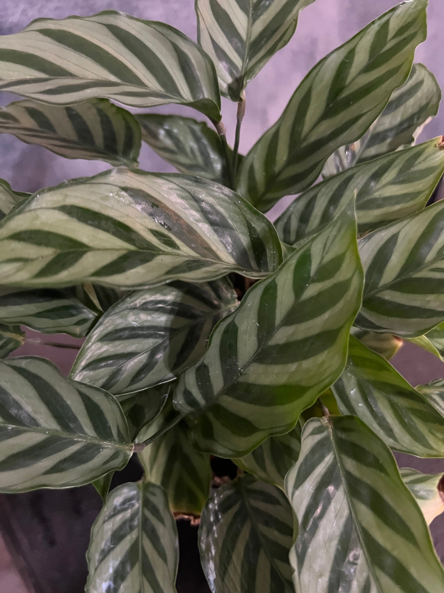 Calathea "Freddie"