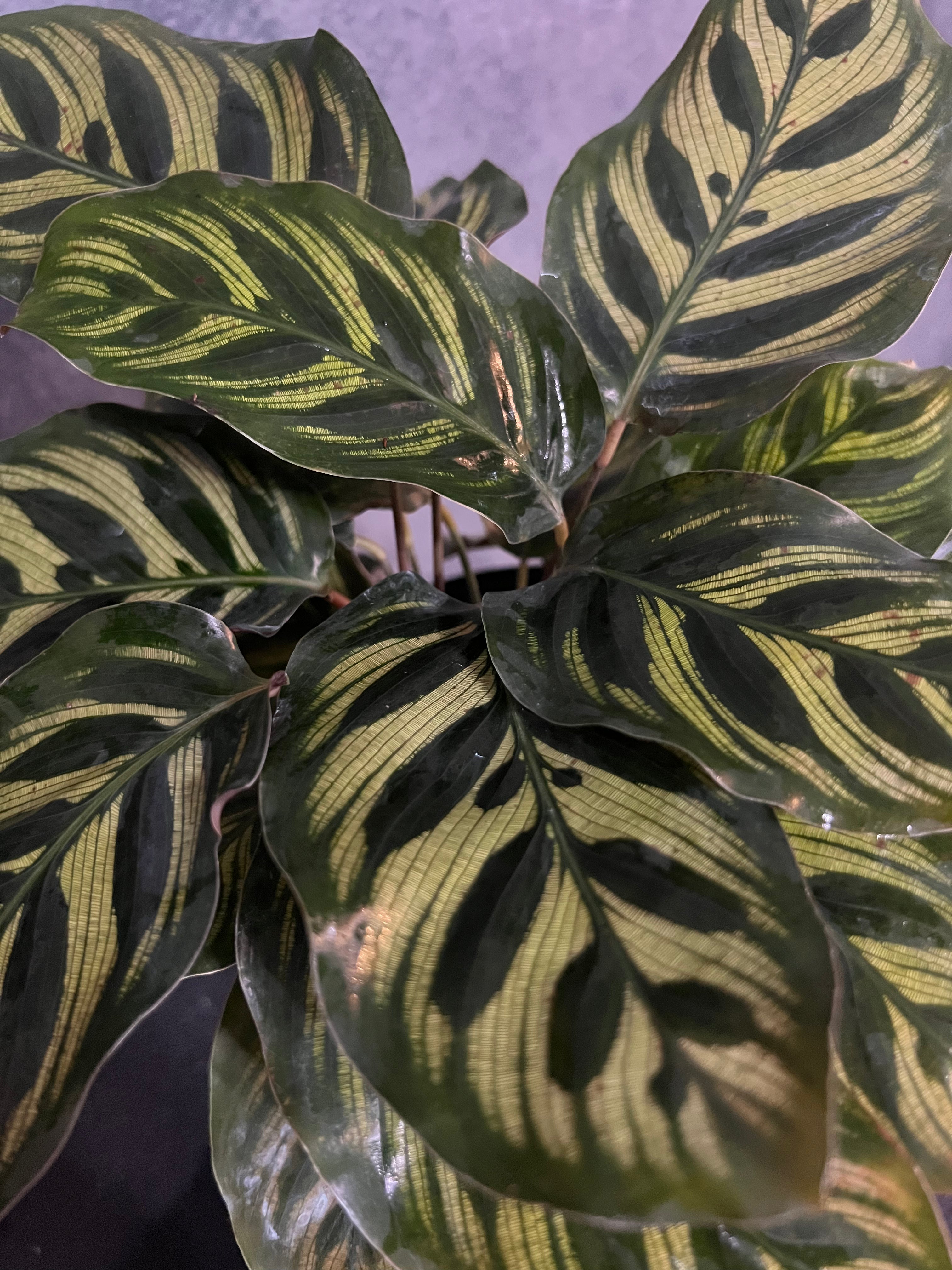 Calathea