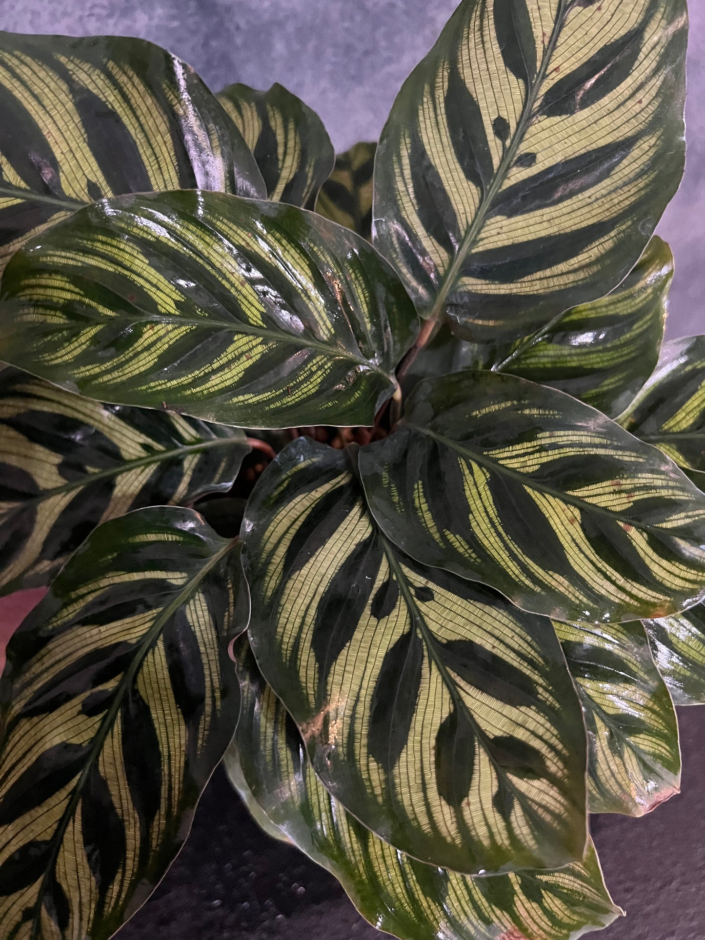 Calathea "Makoyana"