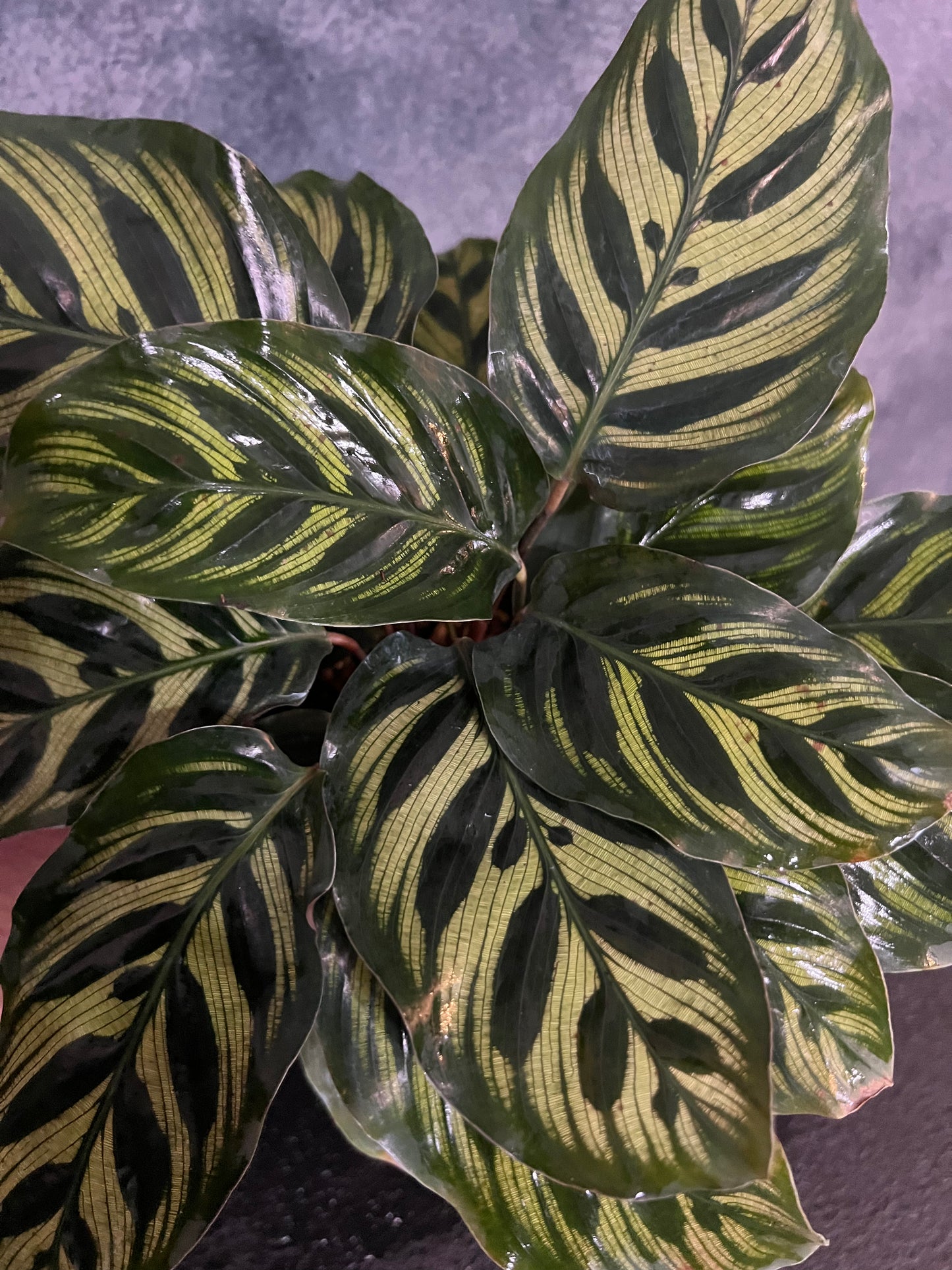 Calathea "Makoyana"