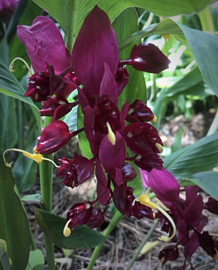 Ginger - Globba Dancing Girl 'Maejo #14'