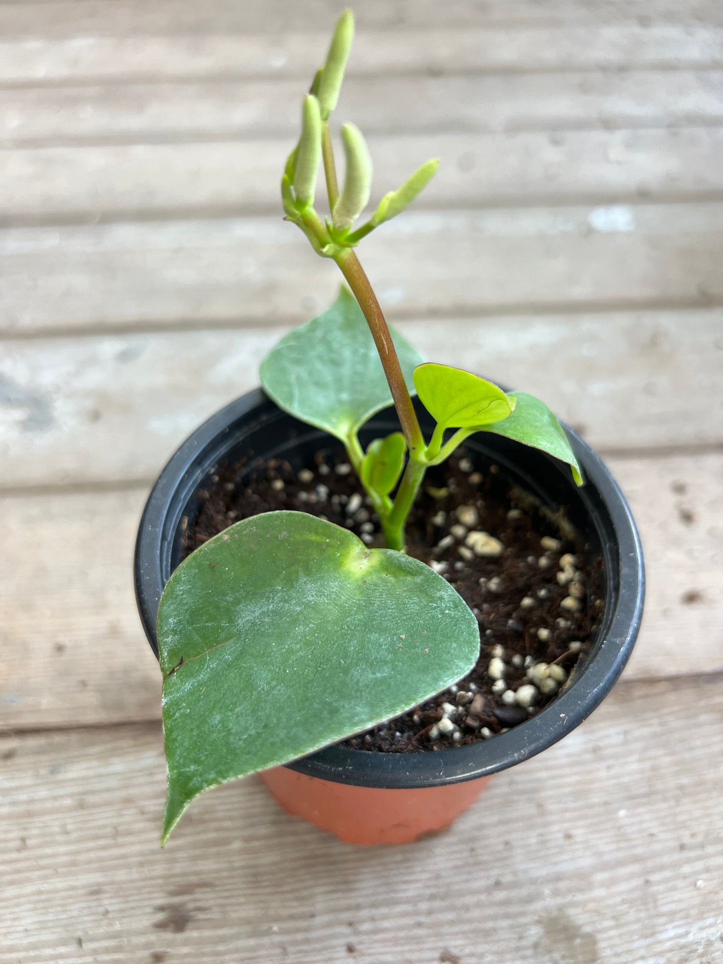 Peperomia polybotrya 'Raindrop'