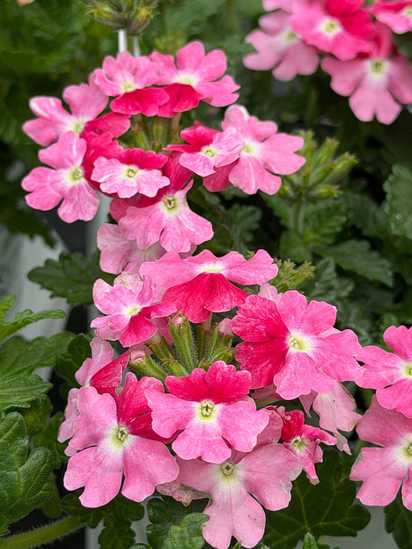 Superbena® Sparkling Rose