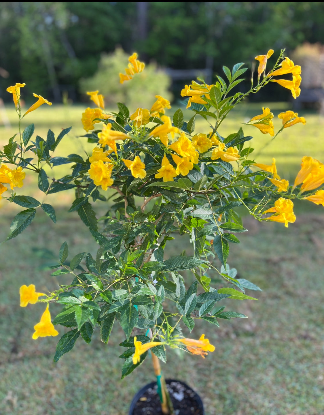 Esperanza Tecoma Stanz