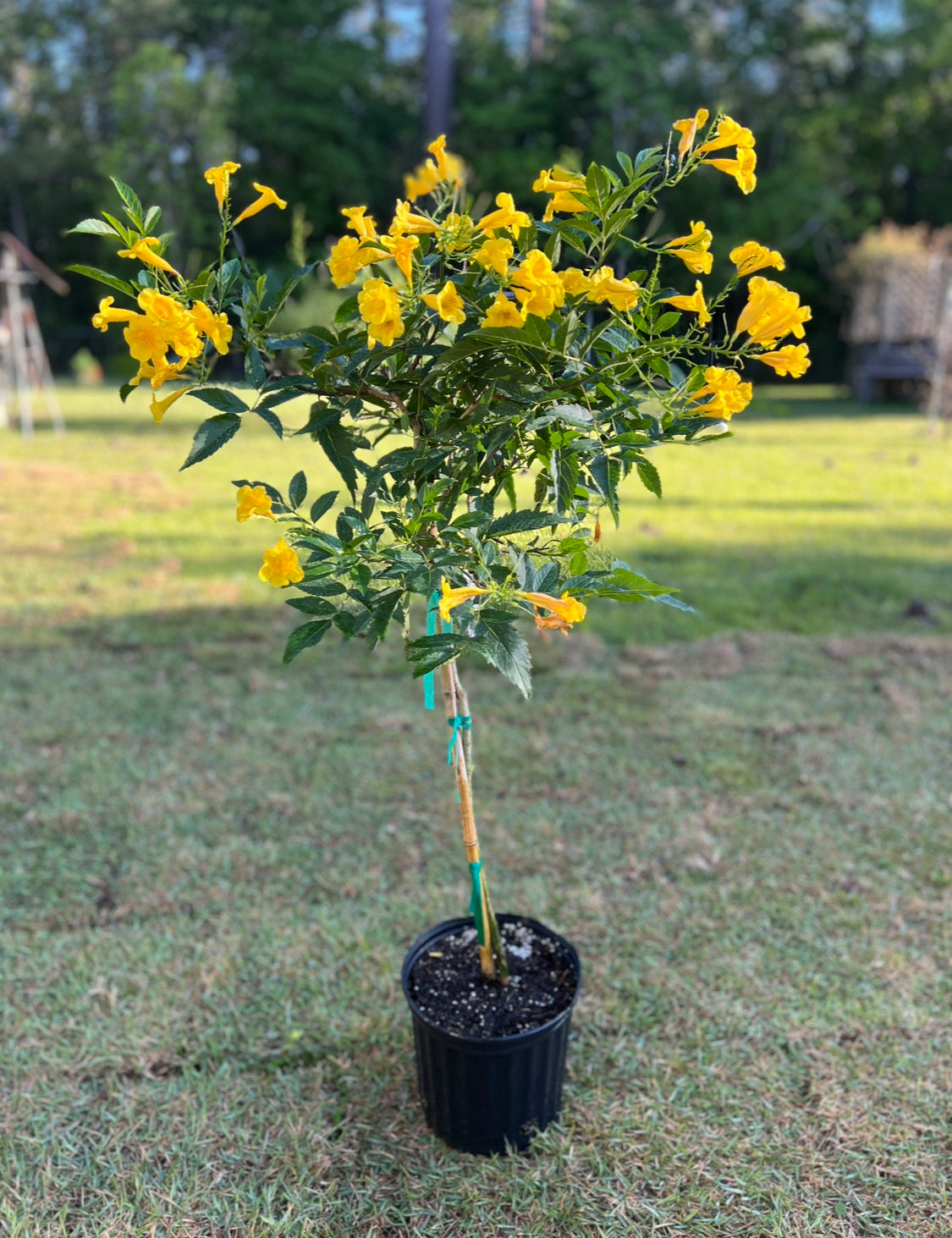 Esperanza Tecoma Stanz
