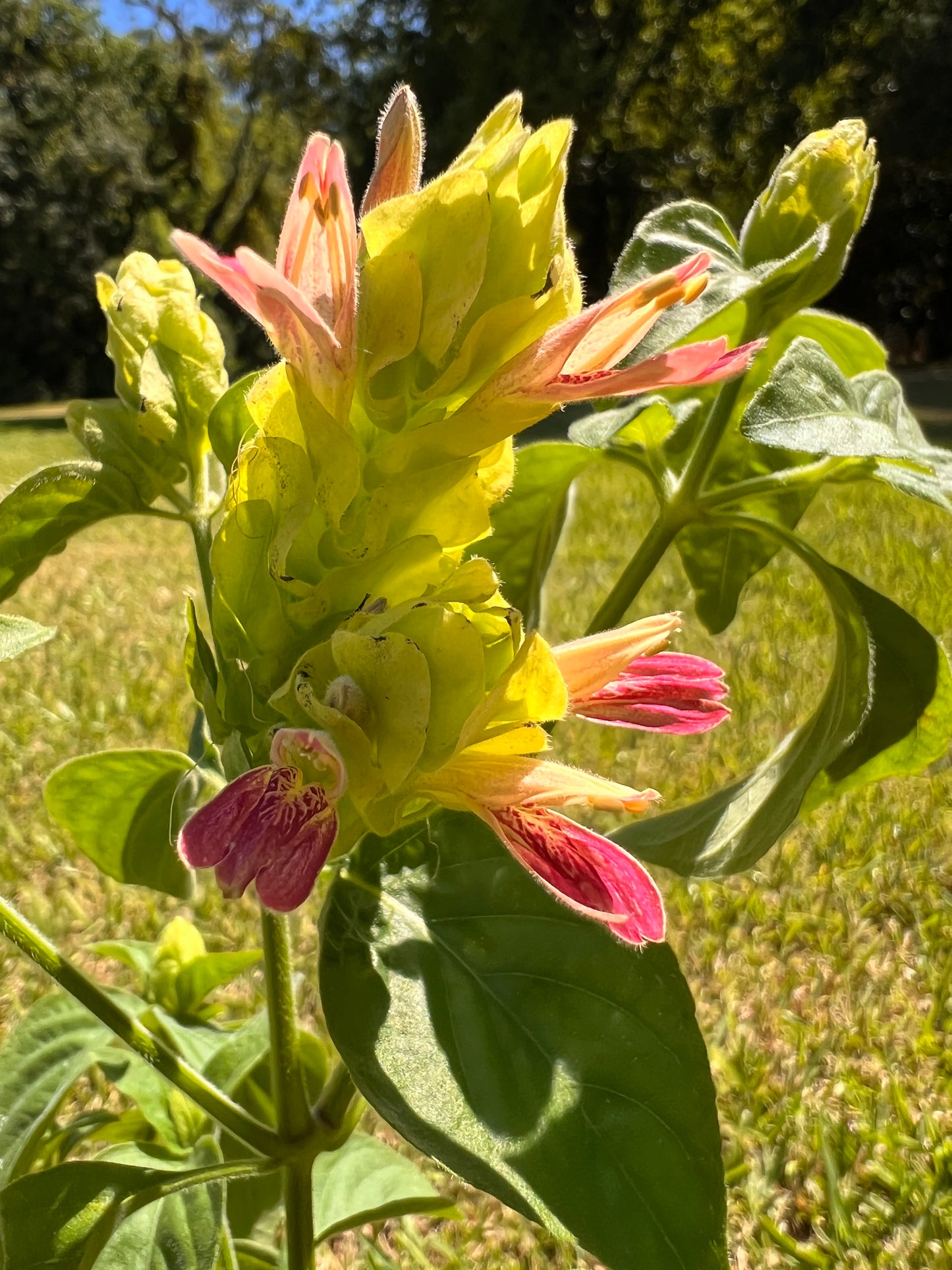 Shrimp Plant (Justicia) - Fruit Cocktail