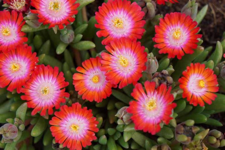Ice Plant 'Jewel of Desert Grenade'
