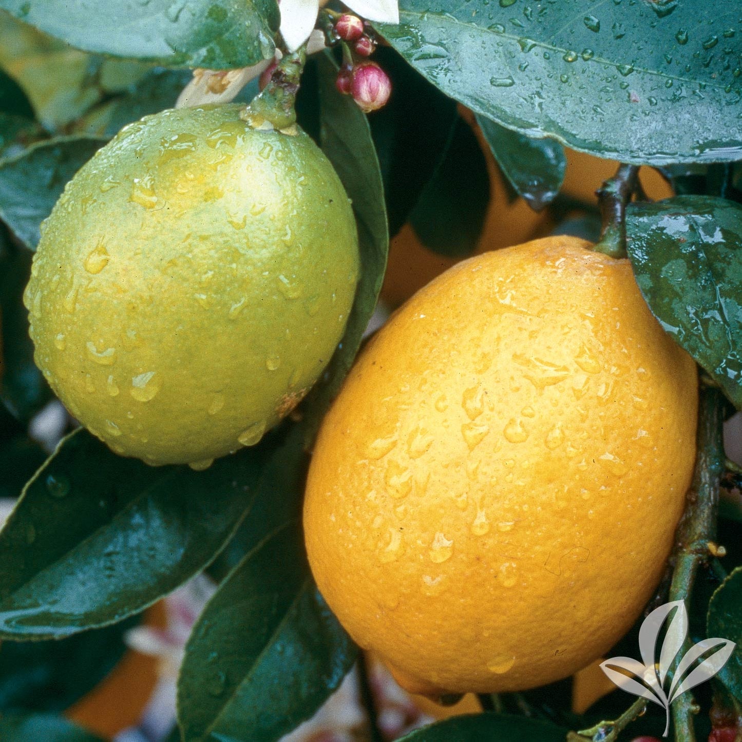 Lemon, Improved Meyer