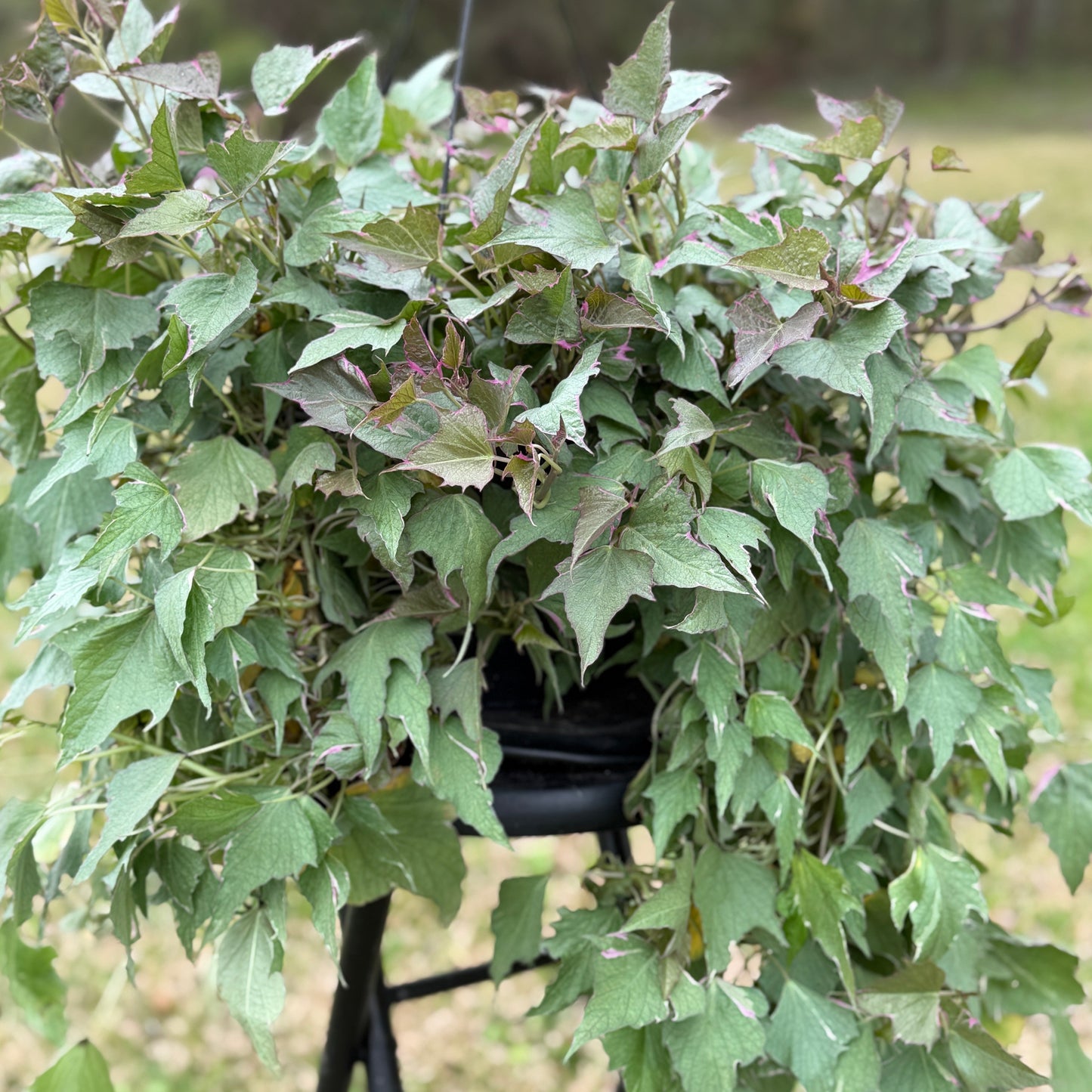 Ipomoea Pink Frost Hanging Basket