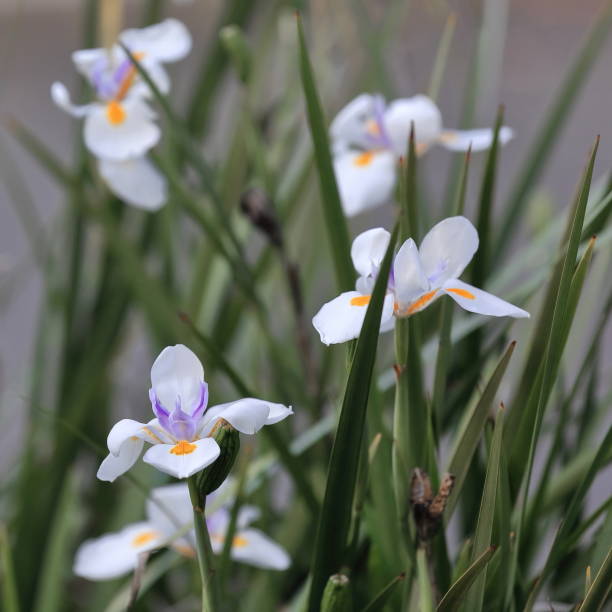Iris African (Dietes iridioides; Dietes bicolor)