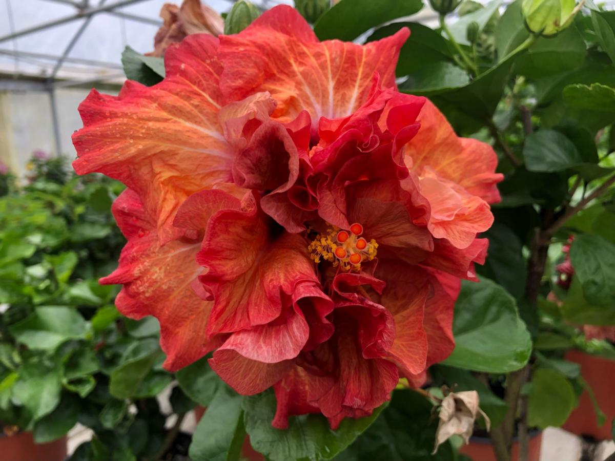 Hibiscus Koki - Cajun Hibiscus